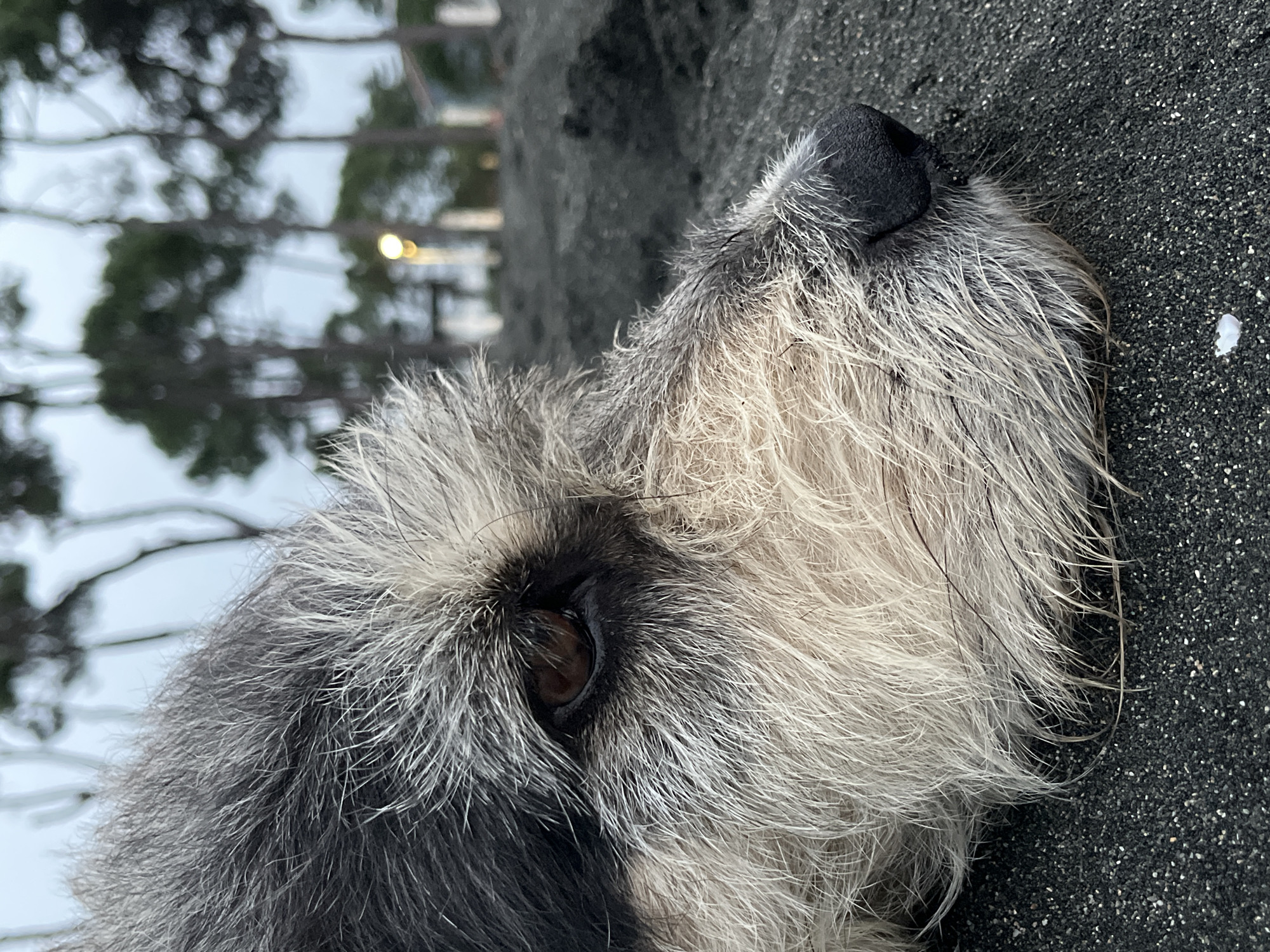 A close-up, side-profile shot focuses on the head of a scruffy, grey and white dog lying on dark sand, likely at Ureki, Georgia's famous black sand beach. The dog's eye, a deep brown, is partially visible amidst its shaggy fur. The background is blurred, showing dark green trees against a pale sky, with a single light visible among them. The sand in the foreground is a coarse, dark grey, with a few small white specks. The overall impression is one of a relaxed animal in a natural, coastal environment.