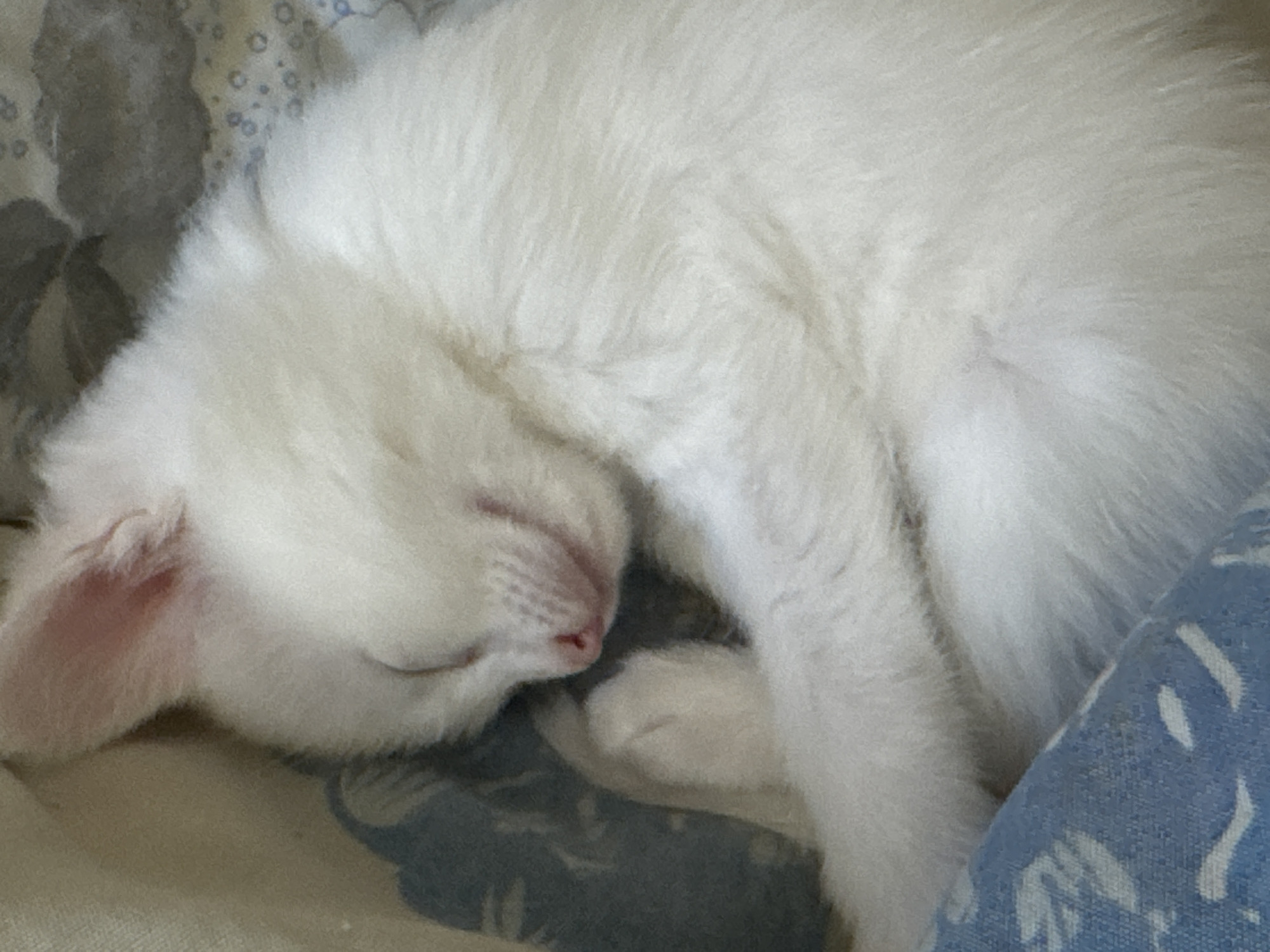 A close-up, slightly blurry image shows a white kitten sleeping curled up on a patterned fabric. The kitten's eyes are closed, and its pink nose is visible. The fabric appears to be part of a bedding or blanket. The kitten is positioned on the left side of the frame, with its body extending towards the right. The background is out of focus and suggests a dimly lit indoor environment. There is no visible indication of the city of Zavet, Bulgaria.