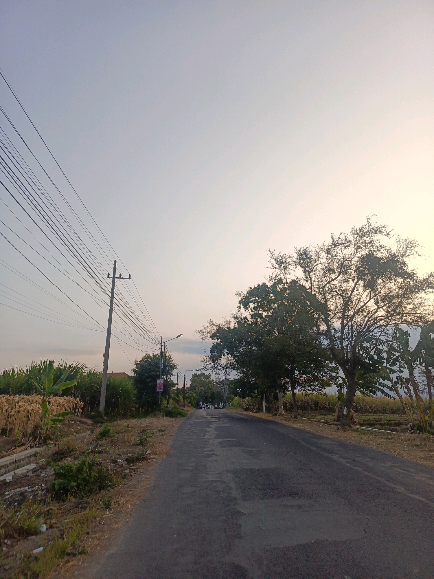 The image depicts an asphalt road stretching into the distance, flanked by dry vegetation and agricultural fields. On the left side of the road, tall poles support a network of electrical wires that fan out across the sky. To the right of the road, several trees with sparse foliage are visible, along with banana trees and fields of what appear to be dried stalks, possibly corn. The sky is a pale, hazy gradient of light blue and yellow, indicating either early morning or late afternoon. The overall scene suggests a rural or semi-rural setting in Ringinagung, Indonesia, characterized by open space, natural elements, and utility infrastructure. There are no people or animals clearly visible in the immediate foreground, though distant figures on motorcycles can be seen further down the road.