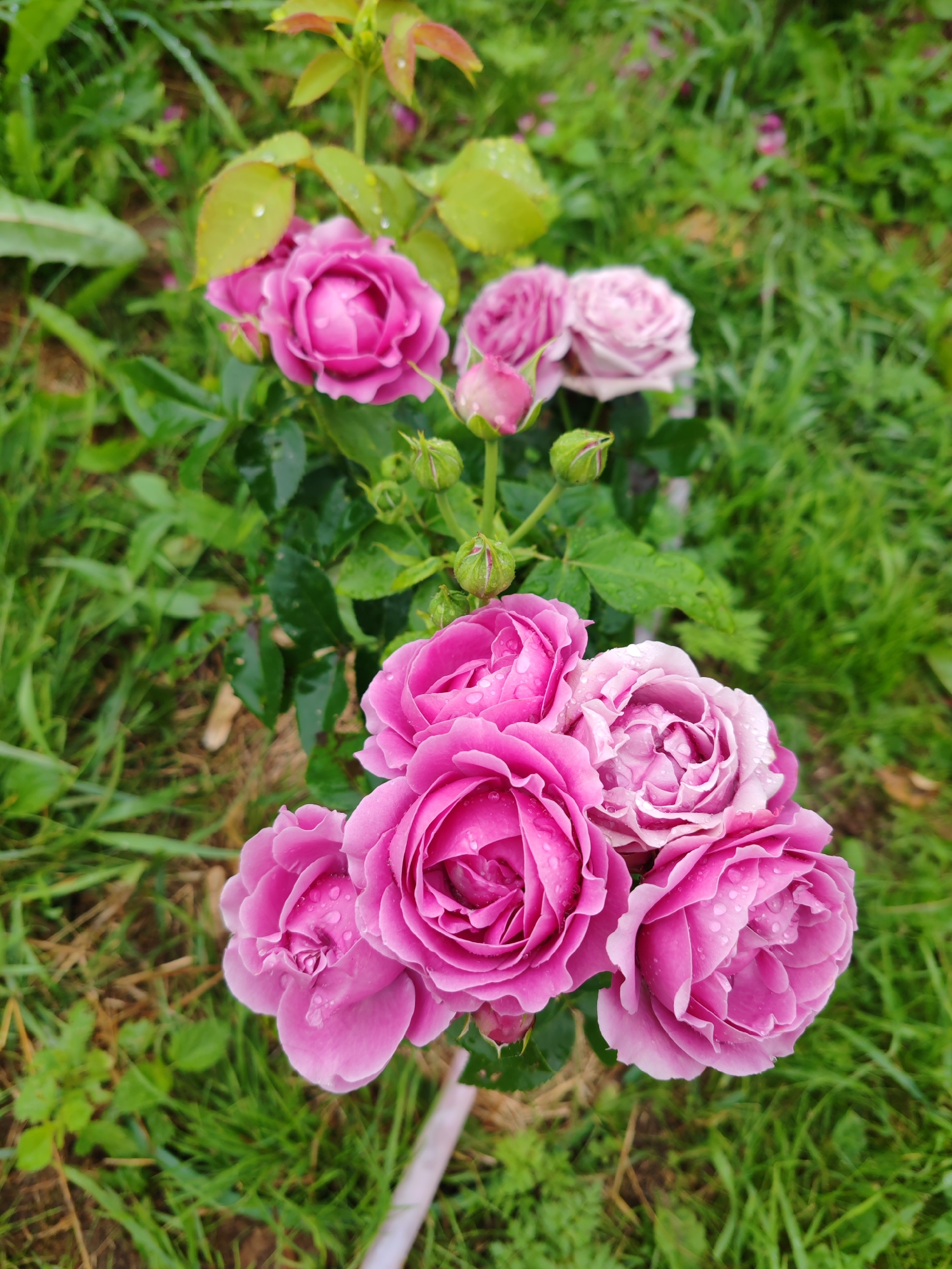 A close-up, top-down view of a cluster of pink roses, some in full bloom and others as buds, adorned with water droplets. The roses are situated in a garden environment with lush green grass and foliage. The image does not contain any people, explicit actions, or interactions. There are no discernible landmarks that would indicate a specific location within the city of Чухлэм, Russia. The scene is solely focused on the natural beauty of the rose bush after a rainfall.