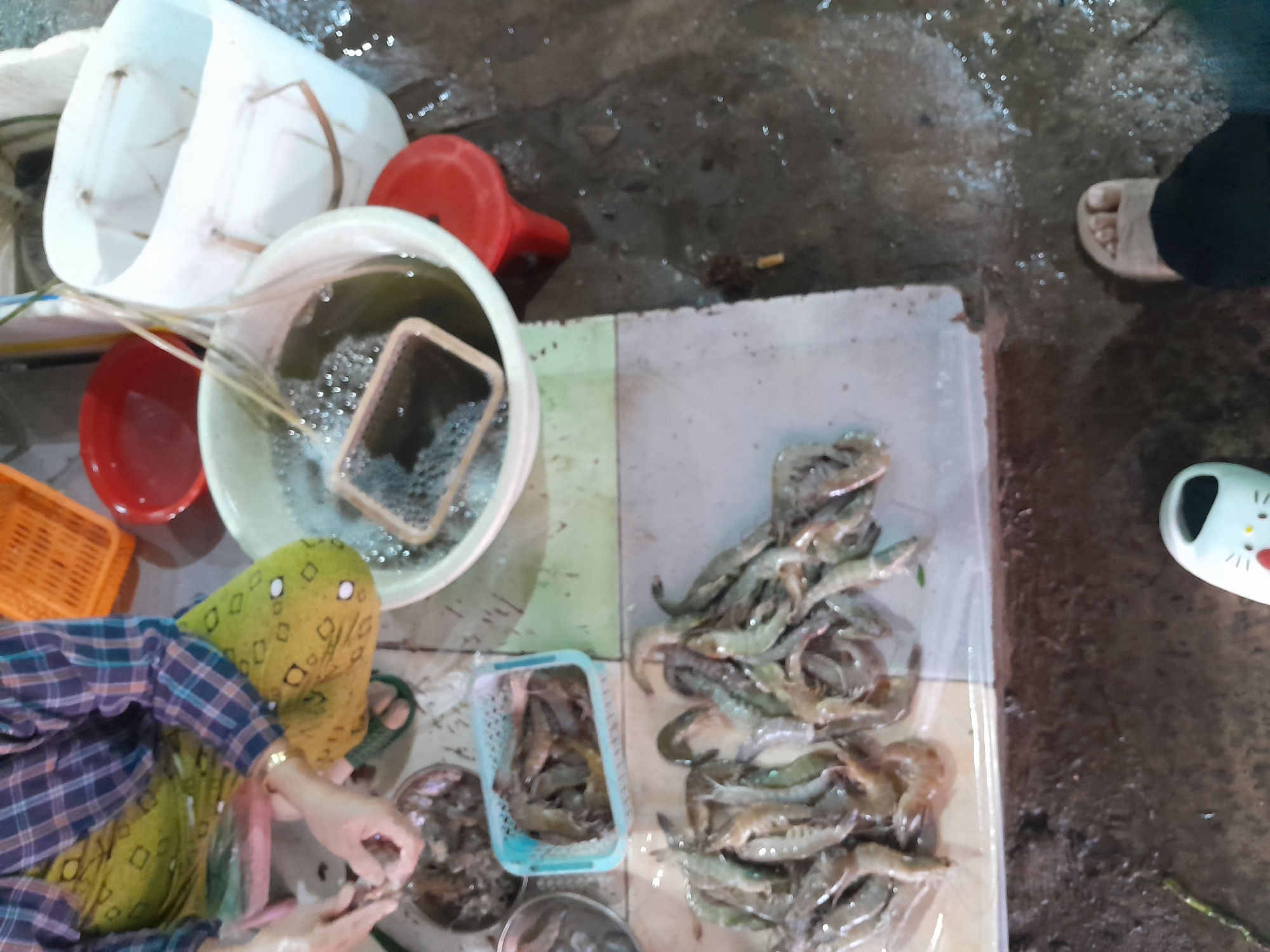 The image depicts an outdoor scene, likely a market stall, in Phan Thiet Ward, Vietnam. A person, partially visible from the knees up, is crouched down, wearing a plaid shirt and a yellow and green patterned skirt. Their hands, one wearing a plastic glove, are engaged in handling what appears to be raw shrimp. Several bowls and containers are present, including a blue plastic basket filled with shrimp, a metal bowl with more shrimp, and a white bucket with water and a small sieve. A red stool and a red bowl are also visible. The ground is wet and appears to be made of concrete, with some scattered debris. In the foreground, a person's foot wearing a beige sandal and black pants is visible, along with a white slipper with a cat face design. The overall impression is one of a commercial activity involving fresh seafood.
