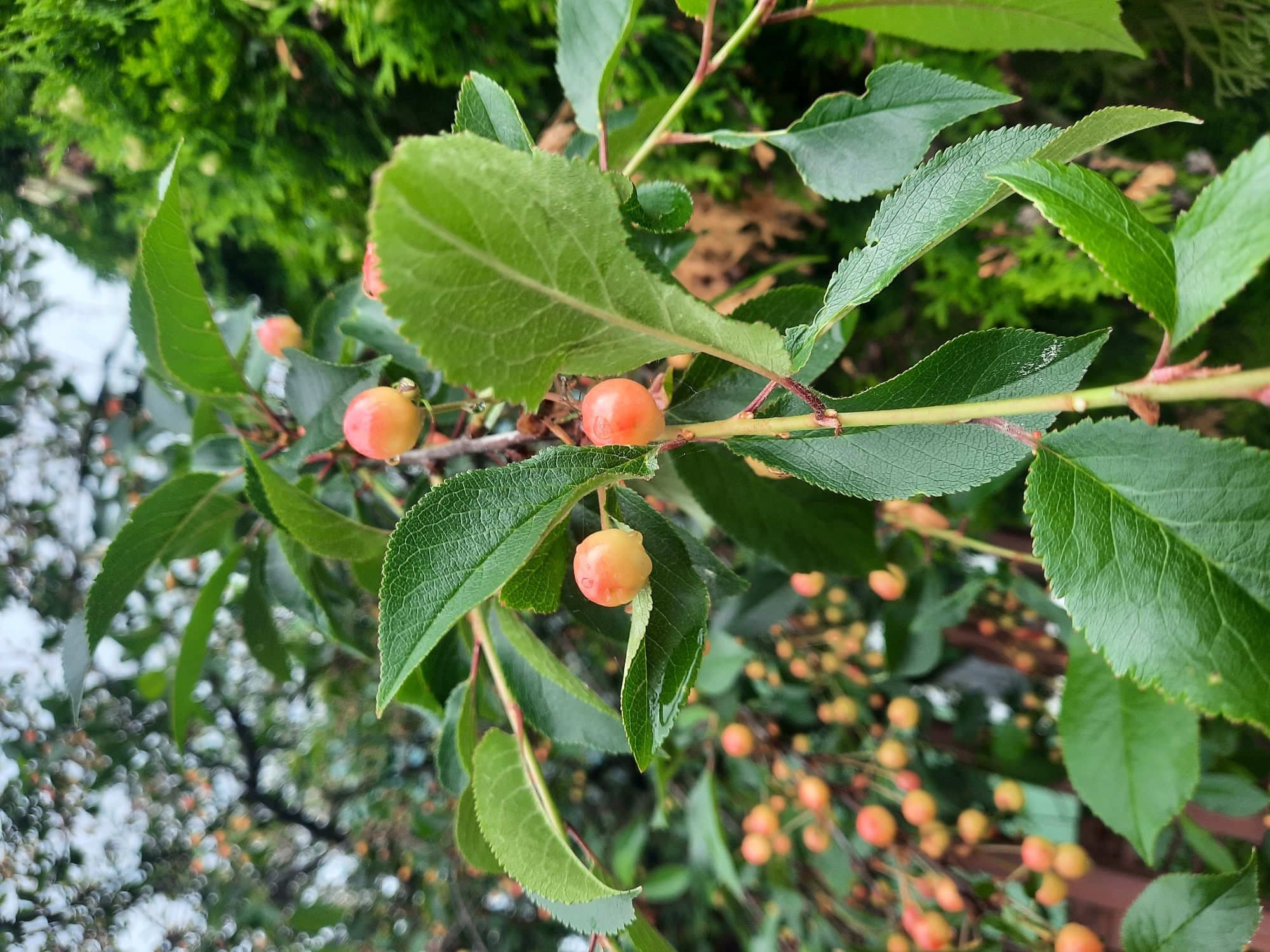 A close-up, outdoor shot focuses on unripe cherries and lush green leaves on a branch. The cherries are small, round, and a pale yellow-orange hue, some with a reddish blush. A few are glistening with water droplets. The leaves are a vibrant green, with serrated edges and prominent veins. The background is softly blurred, showing more branches, more unripe cherries, and a dark green evergreen shrub. The scene appears to be in a garden or yard, possibly in the city of Porechye, Belarus.