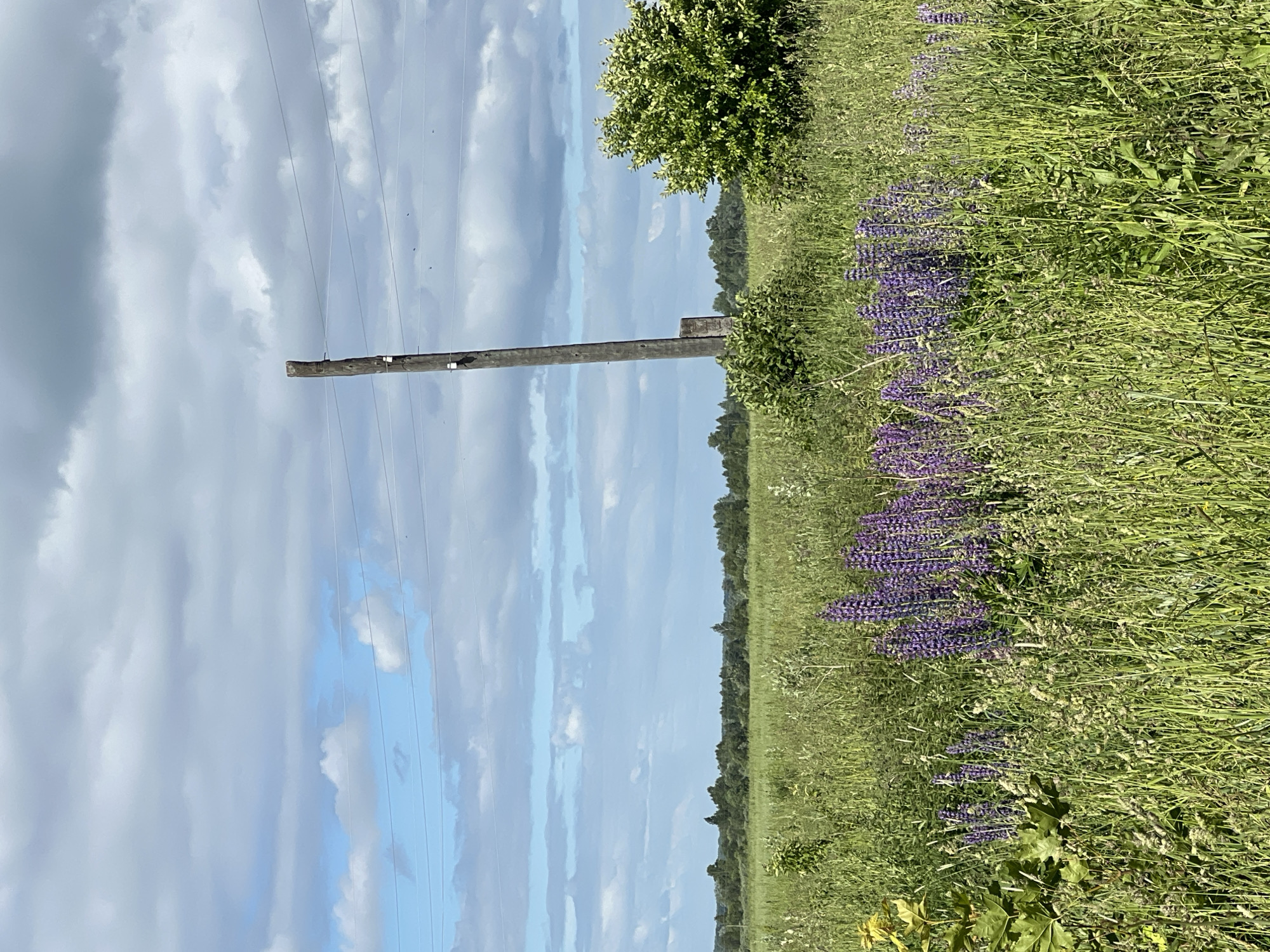 A vertical, medium shot captures a rural landscape under a partly cloudy sky. In the foreground, a dense field of tall green grass and wildflowers, including clusters of purple lupine, dominates the lower half of the image. A weathered, wooden utility pole stands to the right of center, its rough texture and dark, aged wood contrasting with the surrounding vegetation. Overhead, thin wires stretch across the frame, disappearing towards the horizon. A line of lush green trees forms a distant treeline, separating the field from the sky. To the far right, a dense, leafy green bush adds another element of natural scenery. The overall impression is one of a peaceful, unpopulated natural setting in Пигозино, Russia.