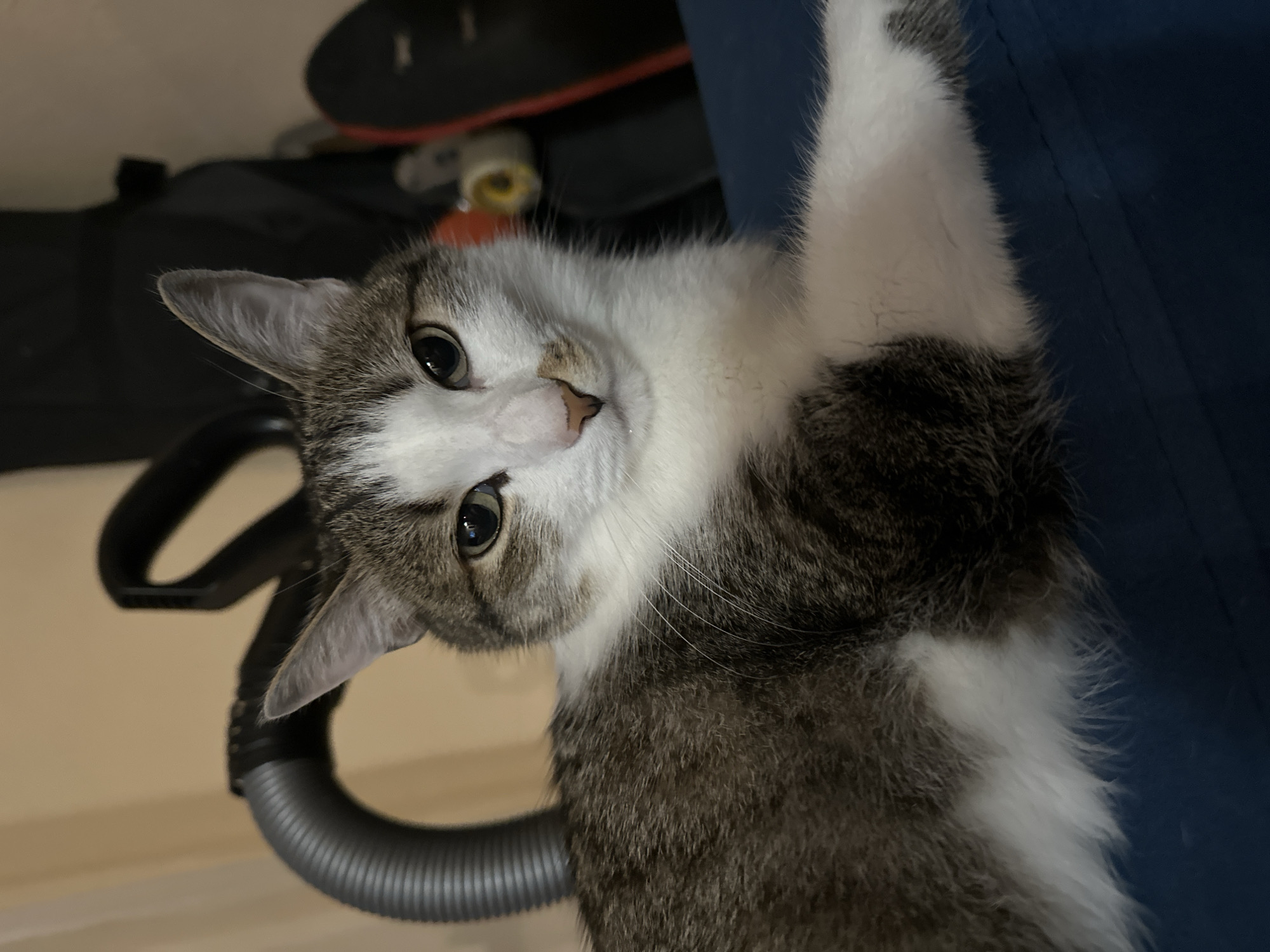 A cat with grey and white fur is looking at the camera. The cat is positioned diagonally in the image. A black vacuum cleaner hose is in the background to the left of the cat. Behind the cat, there is a black bag with a pair of black shoes on top. The background includes a blue surface.
There is no information about the location in the city of Krasnoyarsk, Russia.