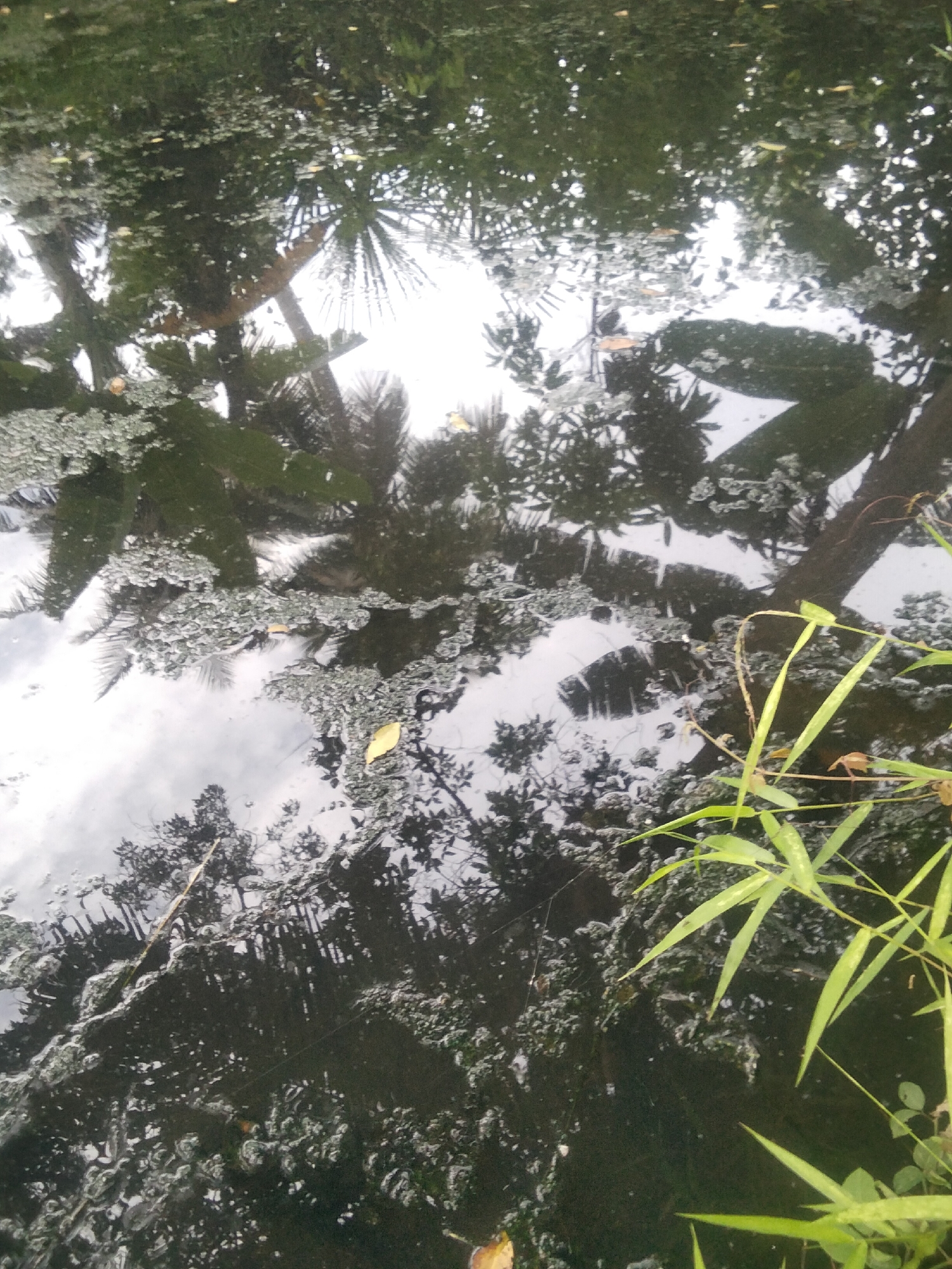 The image shows a reflection of trees and the sky in a body of murky water, likely a pond or slow-moving river, possibly located in Merbopuntong, Indonesia. The water surface is partially covered with floating debris, giving it a textured appearance. In the foreground, bright green bamboo leaves are visible, extending into the frame from the right. The reflection reveals dark silhouettes of trees, some with palm-like fronds, against a bright, cloudy sky. The overall impression is one of natural scenery with a touch of overgrowth. There are no people or observable actions taking place in the scene.