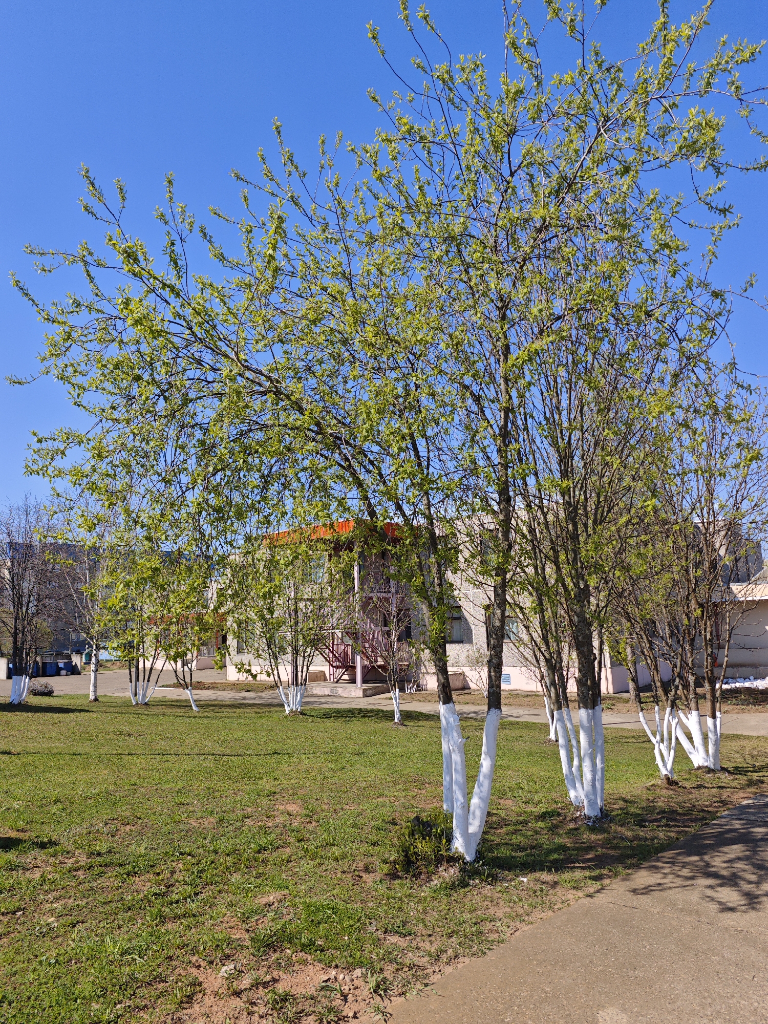 The image depicts a grassy area in the city of Марковский, Russia, with a row of trees whose lower trunks are painted white. The grass is green with patches of bare earth. Behind the trees, there is a building with a light-colored facade, red stairs and an orange roof. The sky is clear and blue. A paved path runs along the lower right corner of the image, and the shadows of the trees are visible on the ground. In the background, other buildings and trees can be seen. No people are visible in the image.