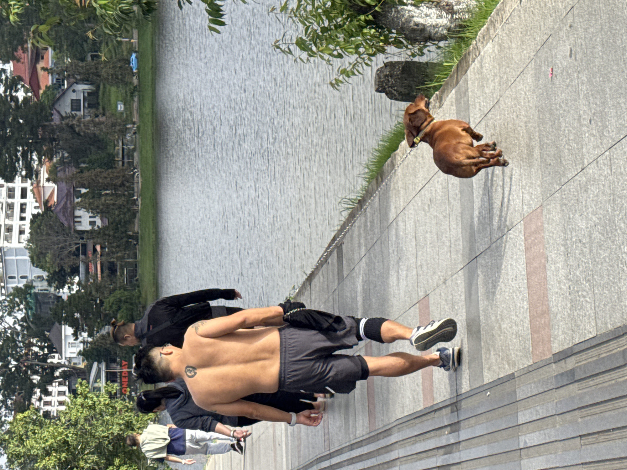This image captures a daytime scene along the paved promenade bordering Xuan Huong Lake in Da Lat, Vietnam.
In the foreground, an adult Asian male, facing away from the camera, walks shirtless. He displays a black circular tattoo on his upper back and wears dark grey athletic shorts, black knee compression sleeves, and blue and white athletic shoes. He holds a black garment in his left hand. Behind him, an adult Asian female in a dark grey long-sleeved top and an adult Asian male with a bun hairstyle, wearing a black jacket and shoulder bag, follow in the same direction. Two additional individuals are visible walking further back on the path.
To the right, a reddish-brown, short-haired dog, consistent with a Dachshund breed, wears a yellow collar and is on a thin leash. It walks on the paved path, heading in the same direction as the people. A small pink object, possibly a wrapper, lies on the path near the dog. The path itself is constructed from grey and lighter patterned concrete slabs, featuring tactile paving strips along its left edge.
The path runs parallel to Xuan Huong Lake, a body of calm, grey water. The opposite shore is lined with various buildings, including multi-story white structures and houses with red-tiled roofs, interspersed among numerous green trees. A red sign displaying "ONEDAY" is visible on one of the buildings across the lake. A light blue car is parked on a road on the far side. Two weathered grey stone structures, resembling short pillars or statues, are positioned on the grass verge between the path and the lake on the right.