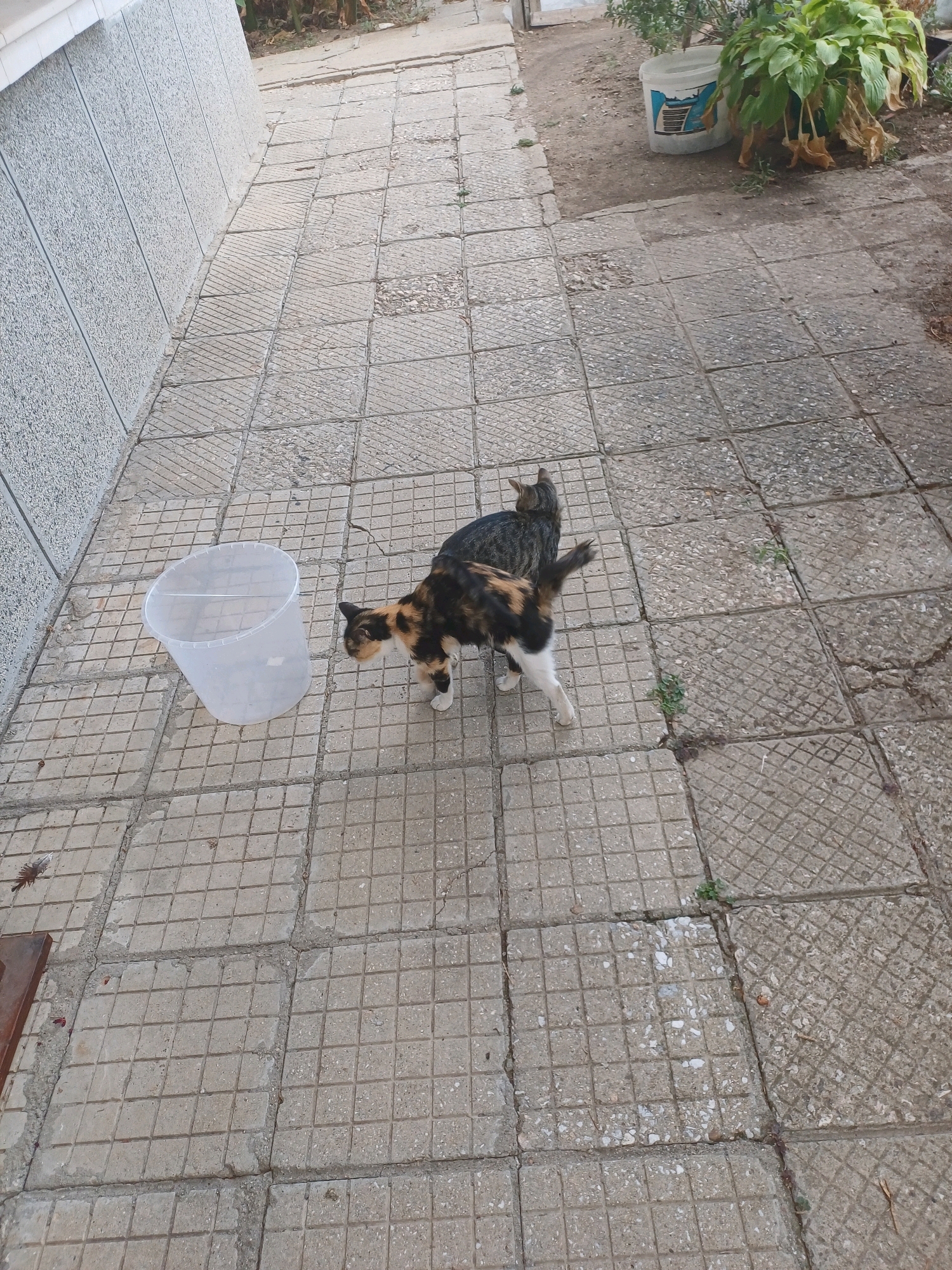 Two cats are on a tiled patio in front of a building. One cat, a calico, is facing right and looking down. The other cat, a tabby, is behind the calico and facing away from the camera. A large, clear plastic bucket is on the patio to the left of the cats. The building wall to the left of the patio is textured and grey. In the background, a plant in a pot is visible, along with a white bucket with blue markings. The ground is covered in grey square tiles. The location is Cheshnegirovo, Bulgaria.
