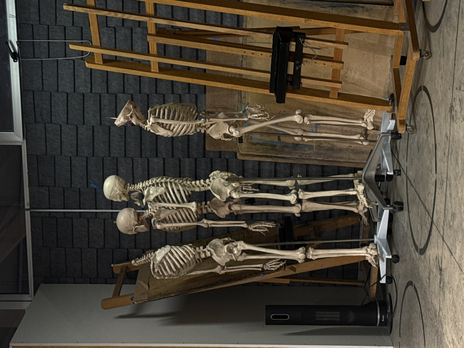 The image depicts four anatomical skeletons aligned horizontally in a storage or workshop area. Each skeleton rests on a stand, three wooden and one metallic, with wheels. The backdrop includes textured wall panels. Above the skeletons is a wooden structure with a black apparatus attached. The floor has a pattern of concentric circles. A heater stands near the bottom skeleton.
