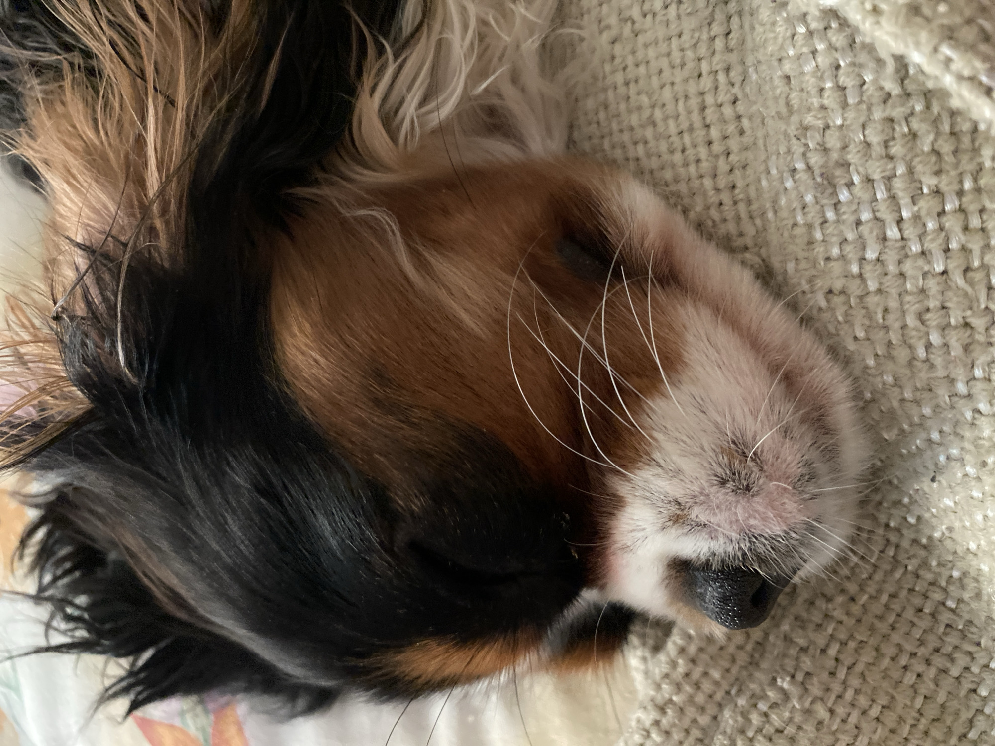A close-up photograph shows a dog, possibly a Cavalier King Charles Spaniel, sleeping. The dog's fur is a mix of black, brown, and white. Its eyes are closed, and its black nose is visible. The dog is resting on a light-colored woven fabric. The photograph does not provide any information about the location being Votkinsk, Russia, or any other specific location, nor does it depict any people, interactions, or actions beyond the dog sleeping.