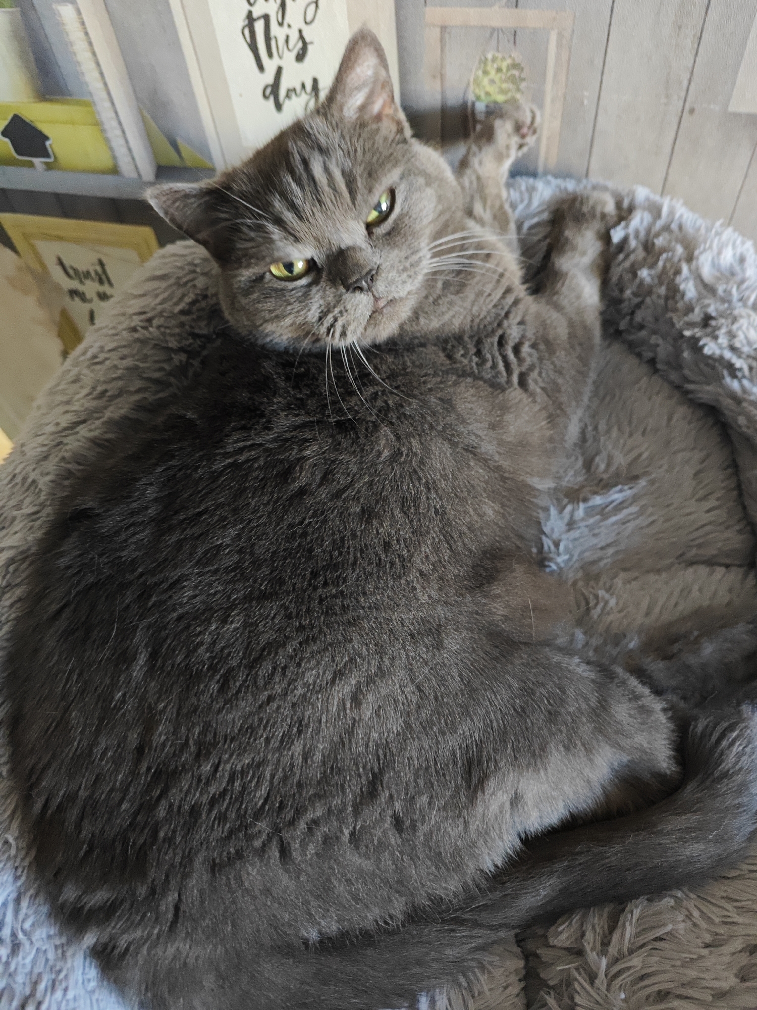 A grey British Shorthair cat is curled up on a fluffy grey blanket. The cat's head is resting on its paws, and its eyes are partially closed. The cat's tail is wrapped around its body. The background is blurred, but it appears to be a bookshelf with several books. The image is taken indoors, likely in a home. The cat is the primary subject of the image. No information about Polyarny, Russia is provided in the image.