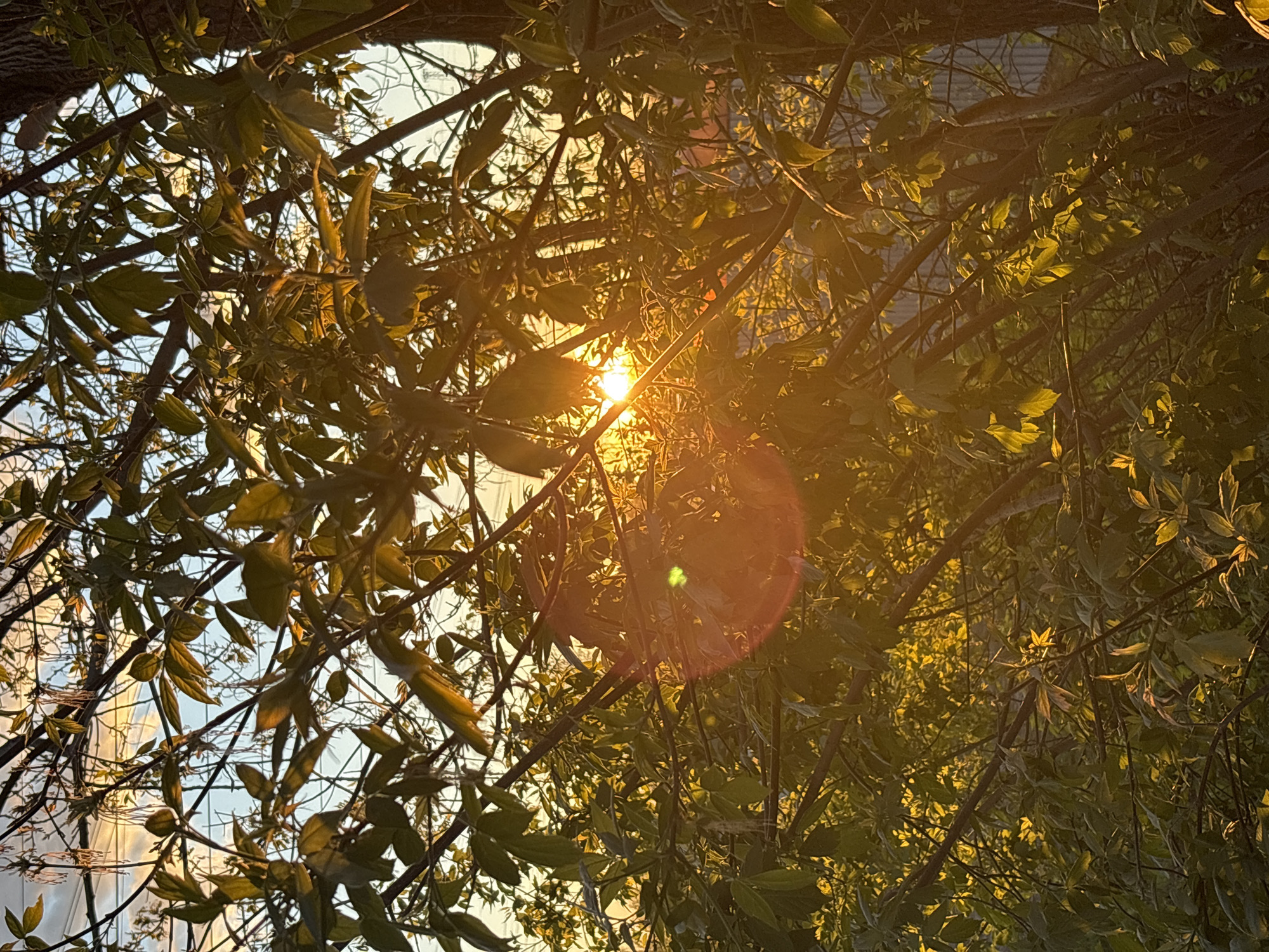 The image presents a view looking upwards through a dense network of tree branches and leaves, with the sun visible through the gaps. The sunlight creates a strong lens flare effect. The branches and leaves are illuminated with a warm golden light. In the background, a light-colored building is partially visible through the foliage on the left side of the frame. The image appears to be taken during the late afternoon or early evening based on the angle and intensity of the sunlight. The location is purported to be in the city of Chaikovsky, Russia. No people are visible in the image.