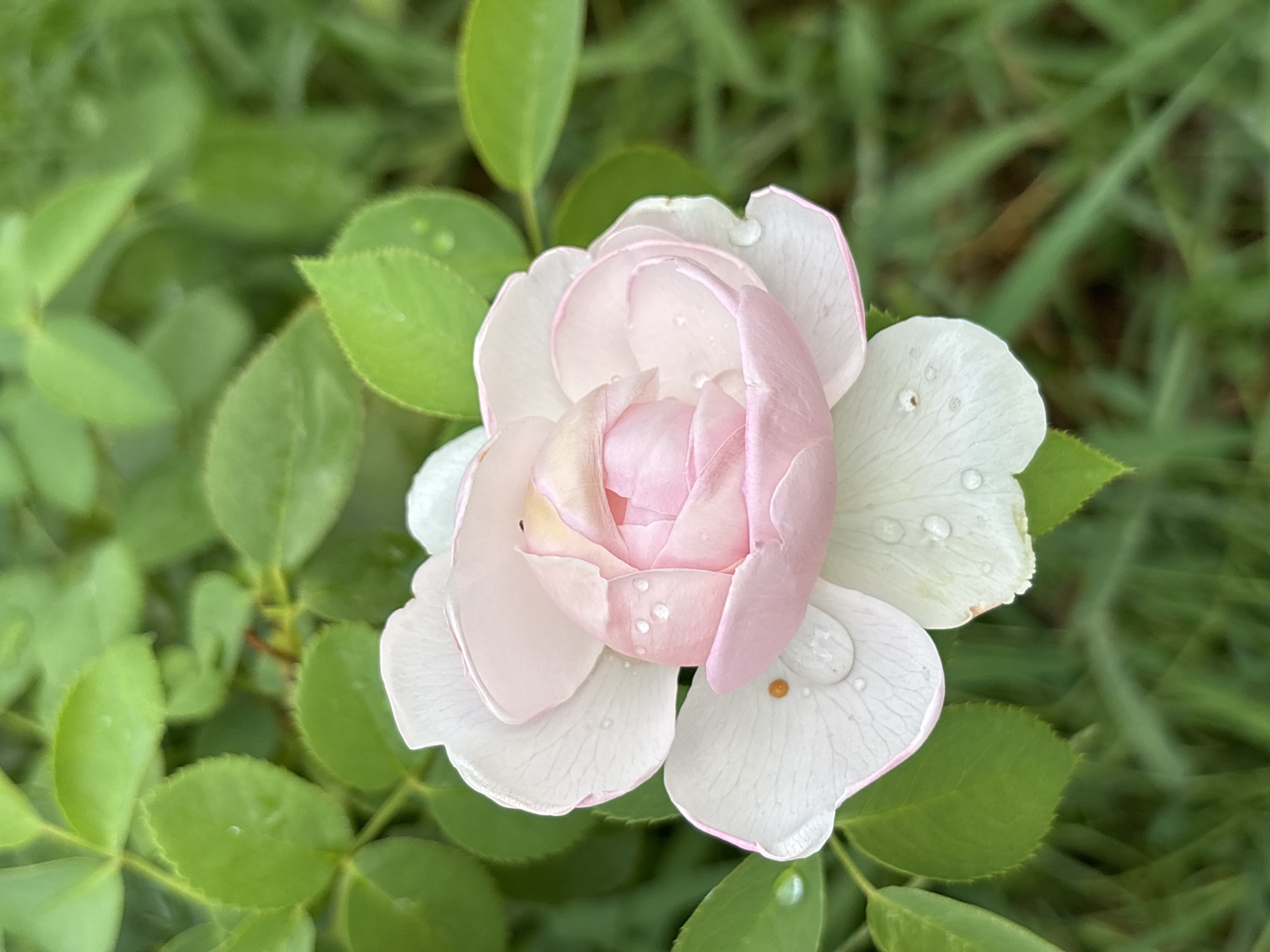 A close-up, high-angle shot captures a single, delicate pink and white rose bloom with dew drops on its petals. The rose is the central focus, with its soft pink center gradually transitioning to white petals edged in a darker pink hue. The background consists of out-of-focus green foliage and grass, creating a bokeh effect. The lighting suggests a natural, possibly overcast, daytime setting. The image appears to be a detail from a garden or park, likely in Taraz, Kazakhstan, a city known for its historical sites and green spaces. No people or specific urban features are visible.