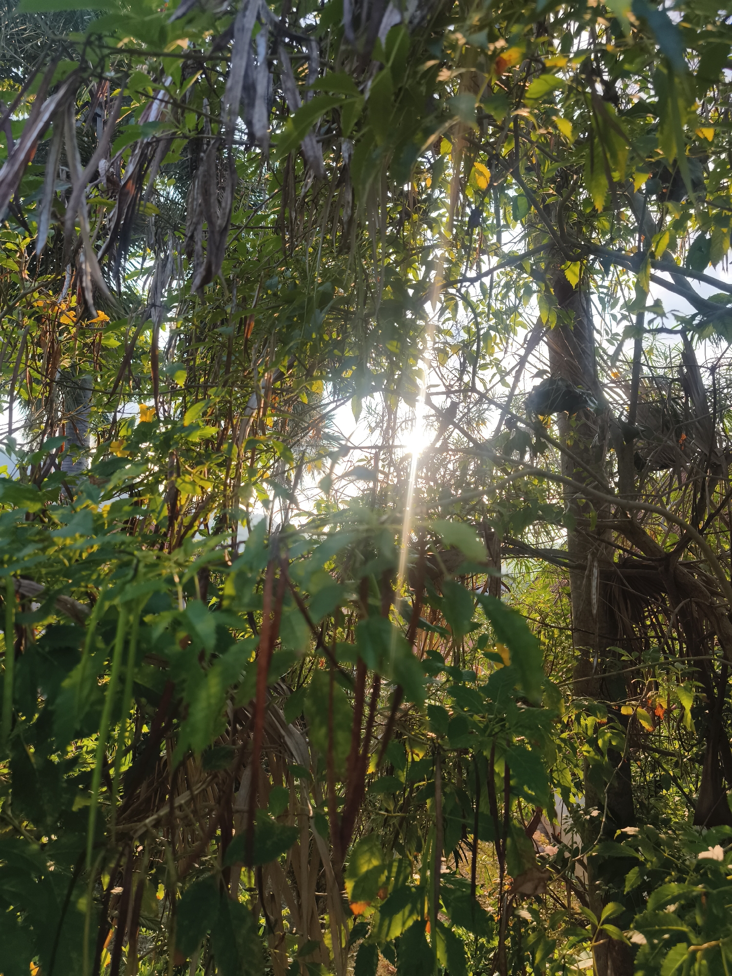 The image depicts a vibrant, sun-drenched natural scene, likely a dense garden or forest in a tropical climate, consistent with บ้านบางรักษ์, Thailand. The view is dominated by abundant green foliage, including various leaves, branches, and intertwining vines, creating a lush and somewhat enclosed environment. A strong burst of sunlight emanates from the upper center, casting bright rays and lens flares as it filters through the gaps in the canopy, indicating either early morning or late afternoon. This direct light illuminates parts of the leaves with a warm, golden glow, creating a dappled effect.
Prominently featured are numerous long, slender, dried brownish pods or seed casings hanging downwards from some plants, particularly visible in the left and central areas. Through the thick vegetation, darker tree trunks are partially visible, especially on the right side. In the upper right background, a dark, possibly woven structure, which could be a bird's nest or an epiphyte, is nestled among the branches. There are no people or specific activities depicted, lending to a sense of peaceful tranquility and natural beauty. No visible text is present in the image.