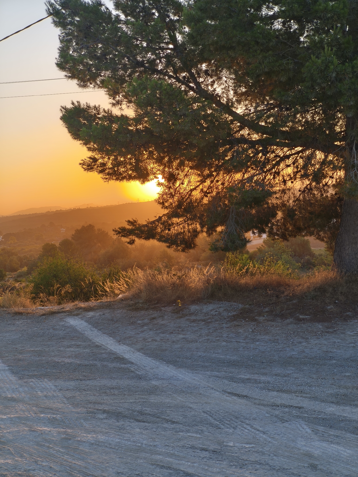 This is a vertical, medium shot photograph of a sunset over the rural outskirts of Riba-roja de Túria, Spain. The sun is setting behind a distant hill, casting a warm, orange glow across the landscape. In the foreground, a dirt road with tire tracks leads into the scene. A large pine tree dominates the right side of the frame, its branches partially obscuring the view of the setting sun. The tree's needles are dark green, contrasting with the bright orange sky. Below the tree, dry grass and vegetation are illuminated by the setting sun's golden rays. The background shows rolling hills covered in trees and scattered houses. The sky is a gradient of orange and yellow near the horizon, fading to a lighter hue at the top. There are no people or animals visible in the image.