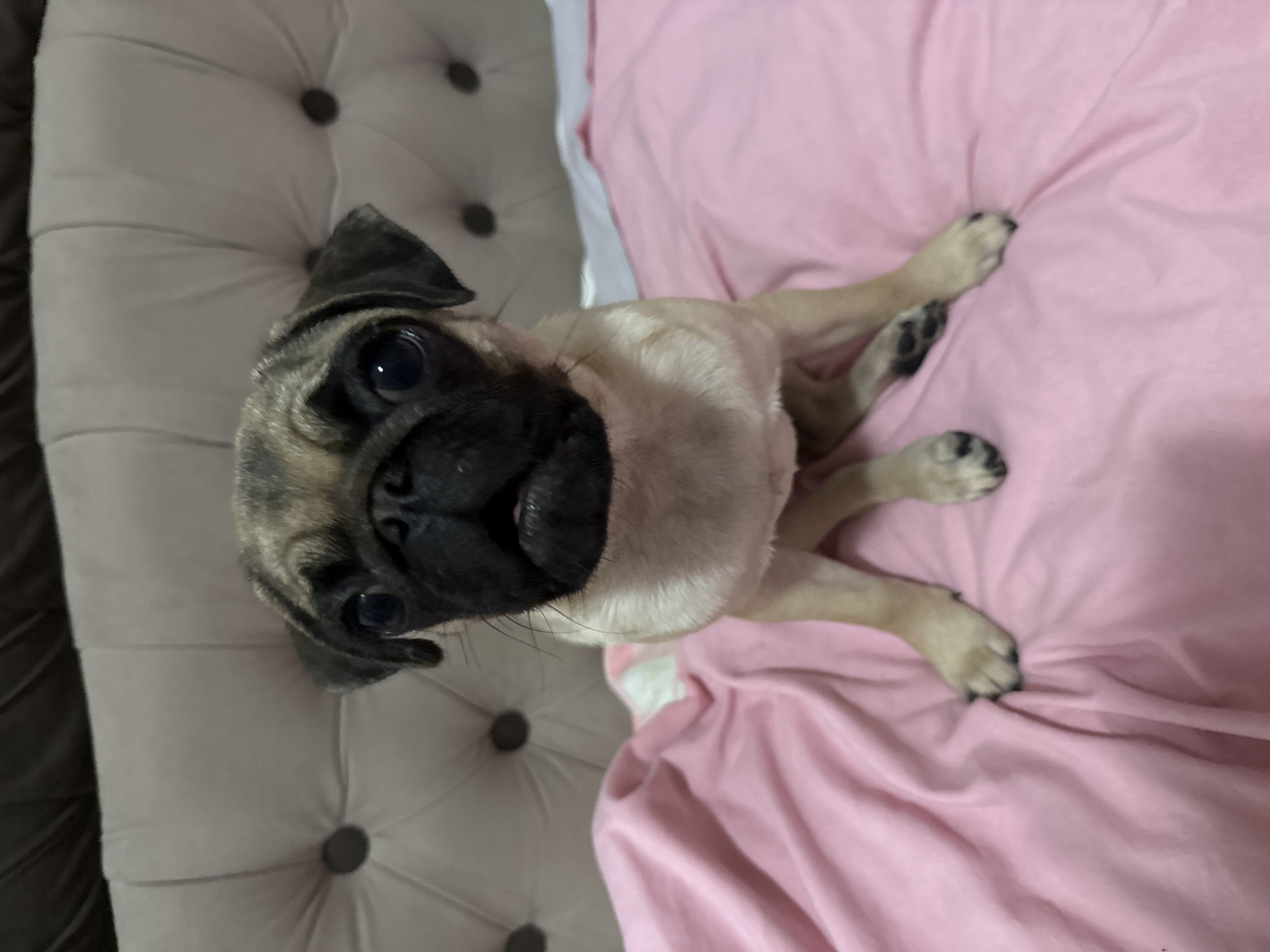 A fawn-colored pug puppy sits on a pink blanket with its front paws slightly crossed. The puppy is looking directly at the camera with dark, round eyes and a black muzzle. The background is a tufted, light beige headboard of a bed. The lighting is soft and appears to be from an overhead source. There is no indication of the city or any specific location.