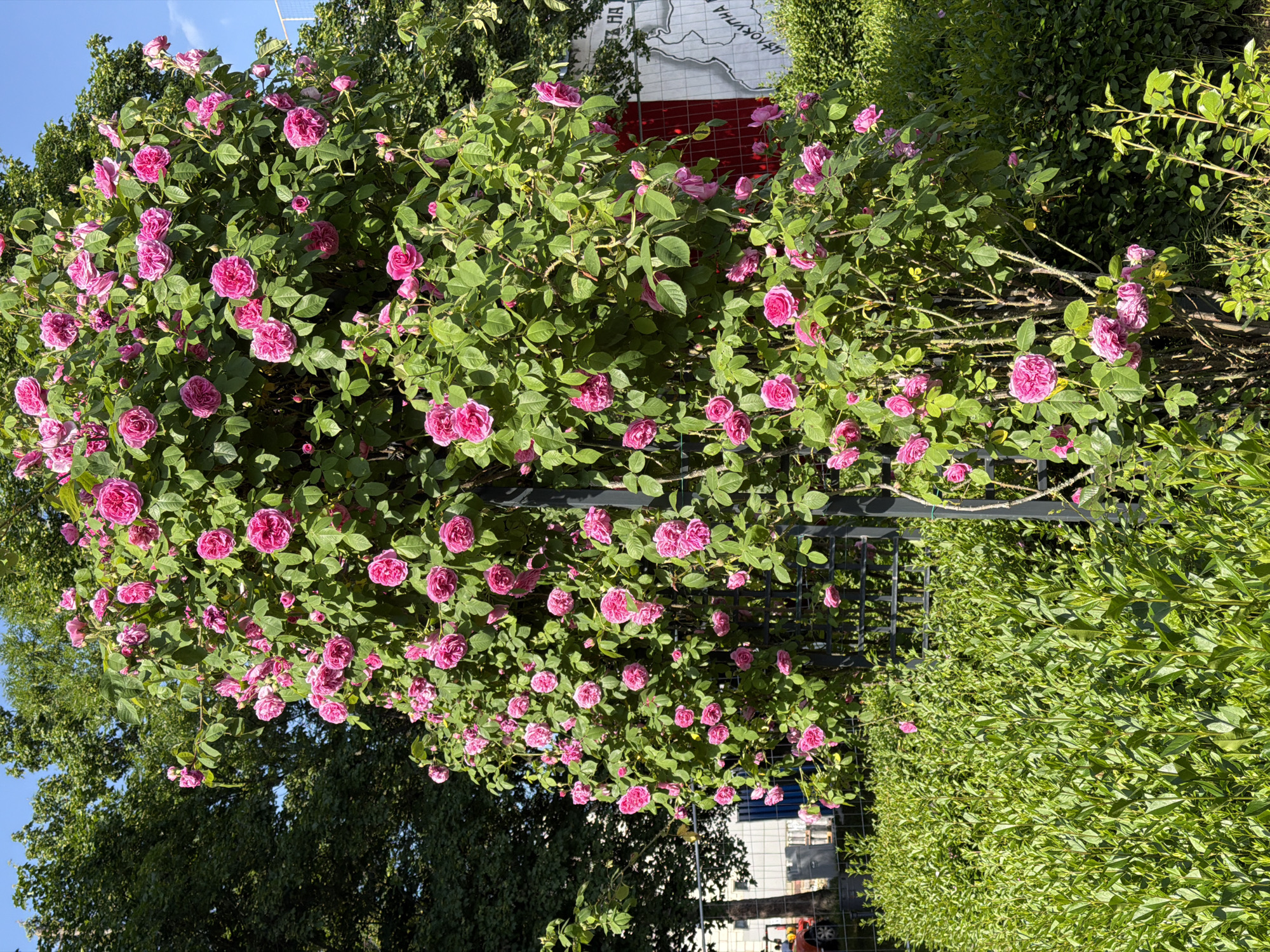 The image depicts a rose bush with pink flowers covering a metal trellis in an outdoor setting. The bush is dense with green leaves and a multitude of blooms. To the right of the trellis is a hedge of green shrubs. In the background, there's a glimpse of urban features: a building with white walls and some parked vehicles. Above the bush and to the left, a tree with dark green leaves is visible against a blue sky. Further back, a wall with a white-painted map can be seen with the Cyrillic inscription "ШИВА ОКУПИНА". This places the location in Sofia, Bulgaria.