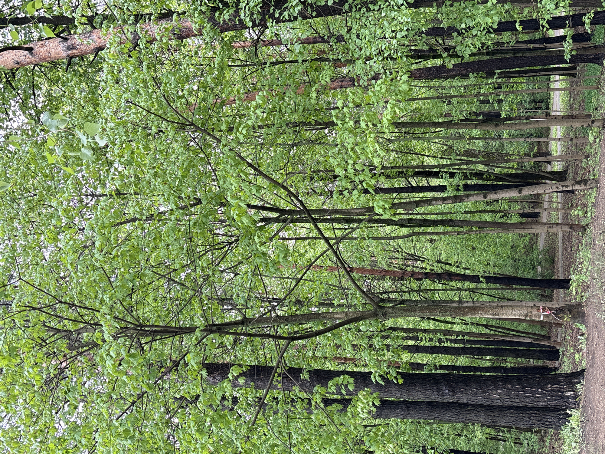 The image shows a path through a forest, likely located in Minsk, Belarus. The scene depicts numerous trees with green foliage. The trees create a natural canopy, with sunlight filtering through the leaves. A dirt path is visible between the trees. No people or specific objects are clearly visible in the image. The overall environment appears to be a wooded area, typical of urban parks in Minsk.