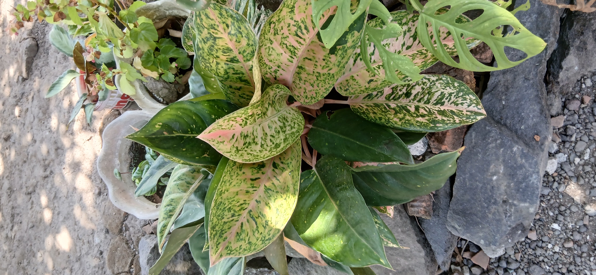 A top-down, medium shot captures a lush Aglaonema plant with striking variegated leaves in Pejaten, Indonesia. The plant's large, ovate leaves display a vibrant mix of deep green, creamy white, and soft pink hues, with a mottled pattern that lends a unique texture. Some leaves are a solid deep green, while others are splashed with lighter colors. The plant is situated outdoors, surrounded by a rough-hewn stone border and gravel. In the background, other potted plants are visible, including what appears to be a Monstera adansonii with its characteristic perforated leaves. The ground is a mix of dirt and small stones, with dappled sunlight casting shadows on the scene. The overall impression is one of a well-maintained, vibrant plant thriving in a natural, outdoor setting.