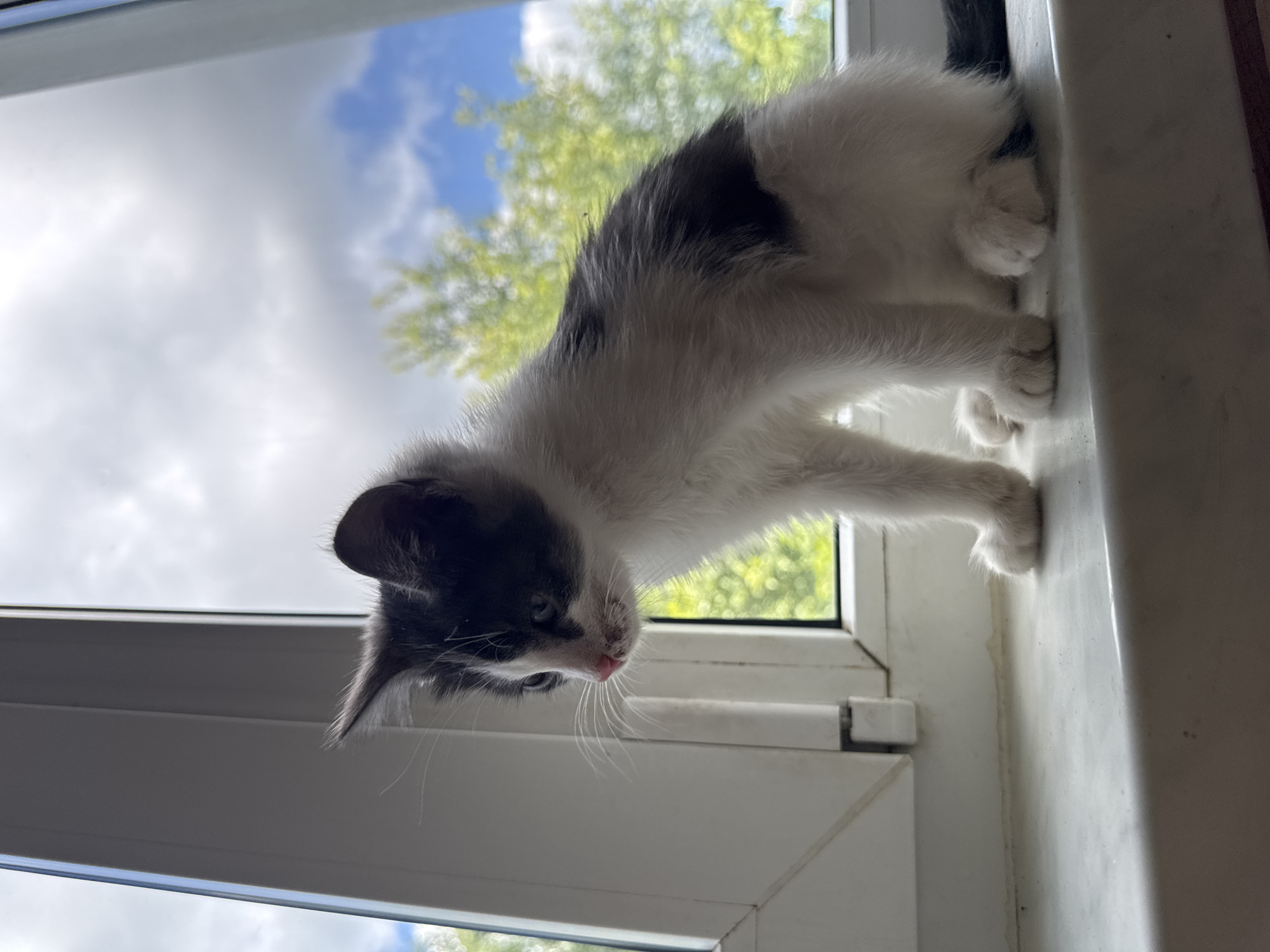 A black and white kitten sits on a windowsill, looking out at a blurry green landscape under a cloudy sky. The kitten is positioned in the center of the frame, with its body facing to the left. Its fur is short and fluffy, with black patches on its head and back, and white on its chest and legs. The kitten's eyes are partially closed, and its nose is pink. The windowsill is made of a light-colored material, possibly marble or painted wood, and it appears to be slightly dusty. The window frame is white, and the glass is clear, allowing a view of the outdoors. The outdoor scene is out of focus, with green trees and a blue sky with white clouds visible. The image is taken from a low angle, with the camera positioned slightly below the kitten's eye level.