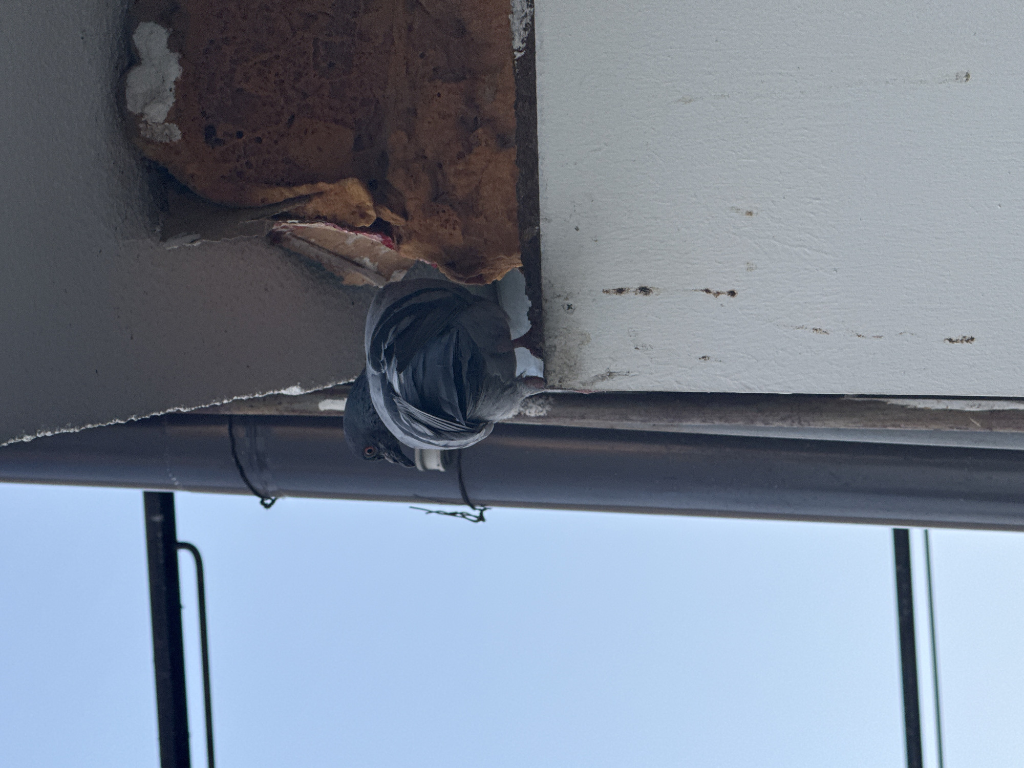 A pigeon is perched on the exterior of a building, its body angled away from the viewer and its head turned to the left. The pigeon has grey and white feathers. Behind it, the building's exterior consists of a white textured surface and some brown, textured material that appears to be insulation. A dark pipe runs vertically along the side of the building, and a dark horizontal bar is visible in the upper left portion of the image. The background is a clear blue sky. The scene appears to be outdoors, possibly in a residential or urban area, given the building materials and the presence of a pigeon. There are no people or clear indications of a specific location in Tbilisi, Georgia.