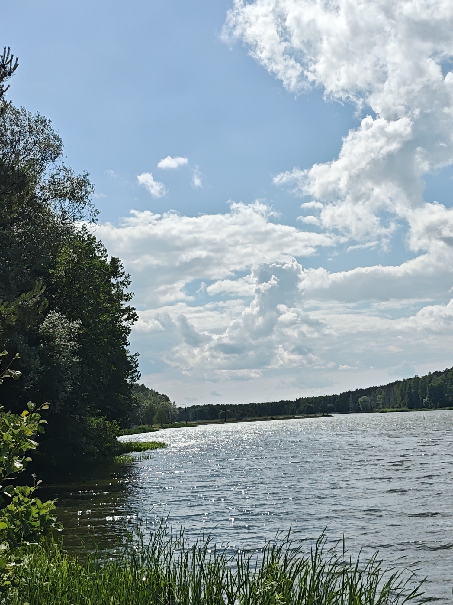 The image depicts a wide, calm lake with lush green trees lining the distant shore. The sky above is a vibrant blue, dotted with fluffy white clouds. The sun is shining, creating a shimmering effect on the water's surface. In the foreground, tall green grass grows along the edge of the lake. The scene appears to be a natural landscape, likely a park or rural area. This view is from Lewiczyn, Poland. There are no people or animals visible in the image.