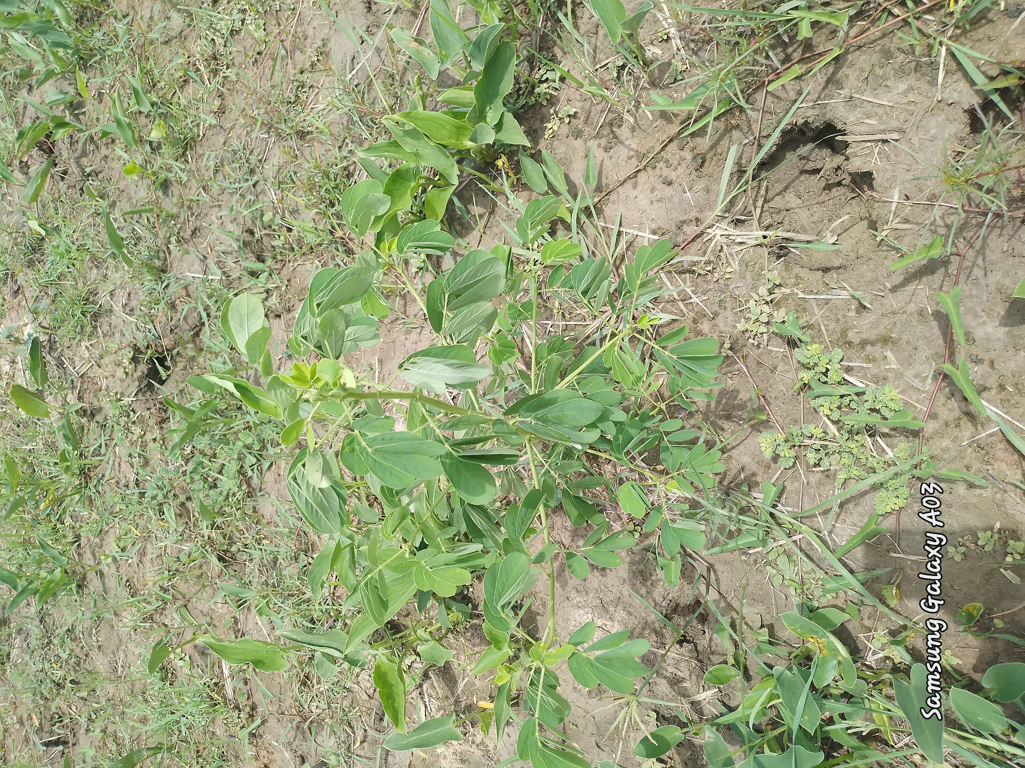 The image depicts a close-up, eye-level view of a small, leafy green plant growing in dry, cracked soil. The plant has a central stem with numerous branches and compound leaves, each composed of several small leaflets. It is surrounded by sparse, dry grass and other low-lying green vegetation. The soil is predominantly brown and appears somewhat dusty, with visible cracks and imprints, possibly from animal tracks or footprints. In the lower left corner of the image, a watermark reads "Samsung Galaxy A03". The scene is outdoors, likely in a rural or uncultivated area. No people are visible in the image. The overall impression is of a simple, natural environment, possibly a field or the edge of a garden. This scene is located in Angwan Hausawa, Nigeria.