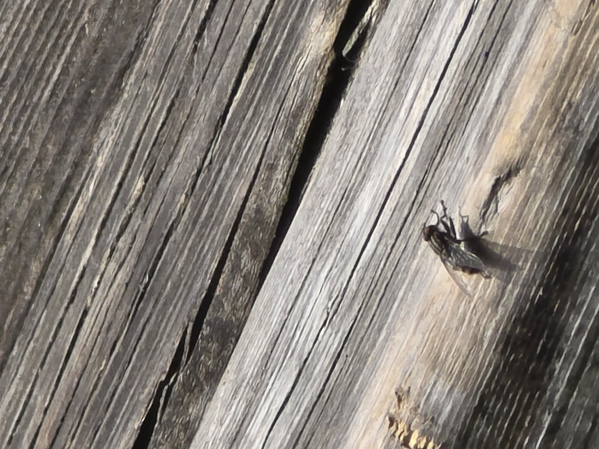 The image depicts weathered wooden planks with a prominent crack running between two boards. A fly rests on the right-hand board, casting a shadow. The location is unknown.