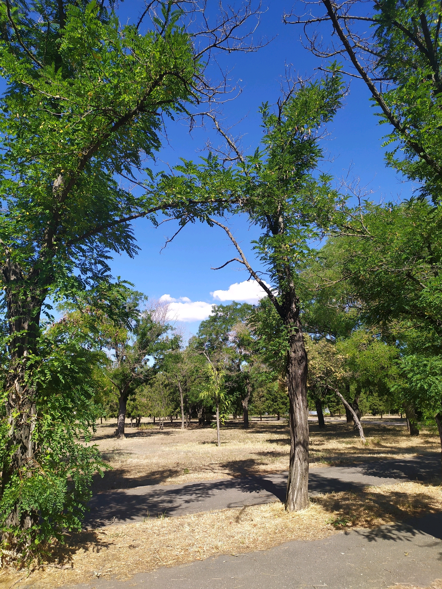 The image depicts a park with a paved pathway winding through dry, yellow grass and scattered trees. The sky is a vibrant blue with a few white clouds. The scene suggests a sunny day, likely during warmer months, given the dry vegetation. The presence of the pathway indicates it is a public space, possibly for recreation or passage. The overall impression is one of a serene, natural environment within an urban setting. There are no people or specific identifiable landmarks visible in the image. It is impossible to determine the specific location in Mykolaiv, Ukraine, based solely on this image.
