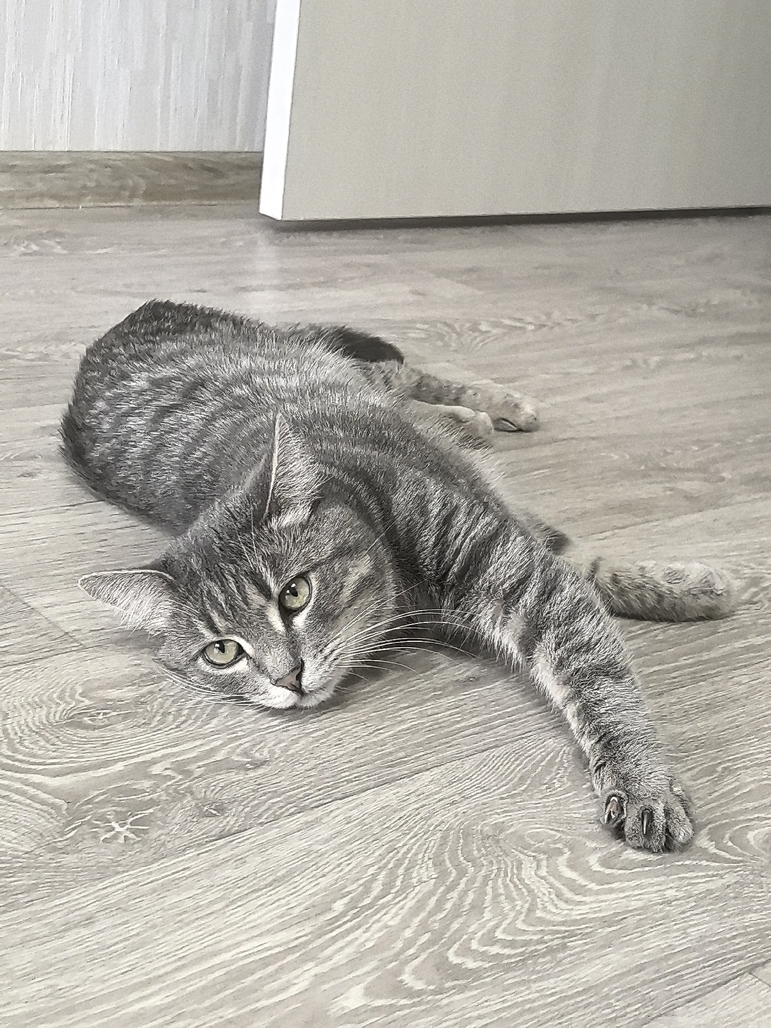 A gray tabby cat lies on a light-colored, wood-grain floor with its head resting on the surface and its front left leg extended. In the background, a white door is visible, situated within an interior with light-colored walls and baseboards. The location is not specified and it is impossible to ascertain that it is located in Perm, Russia based on the image provided.