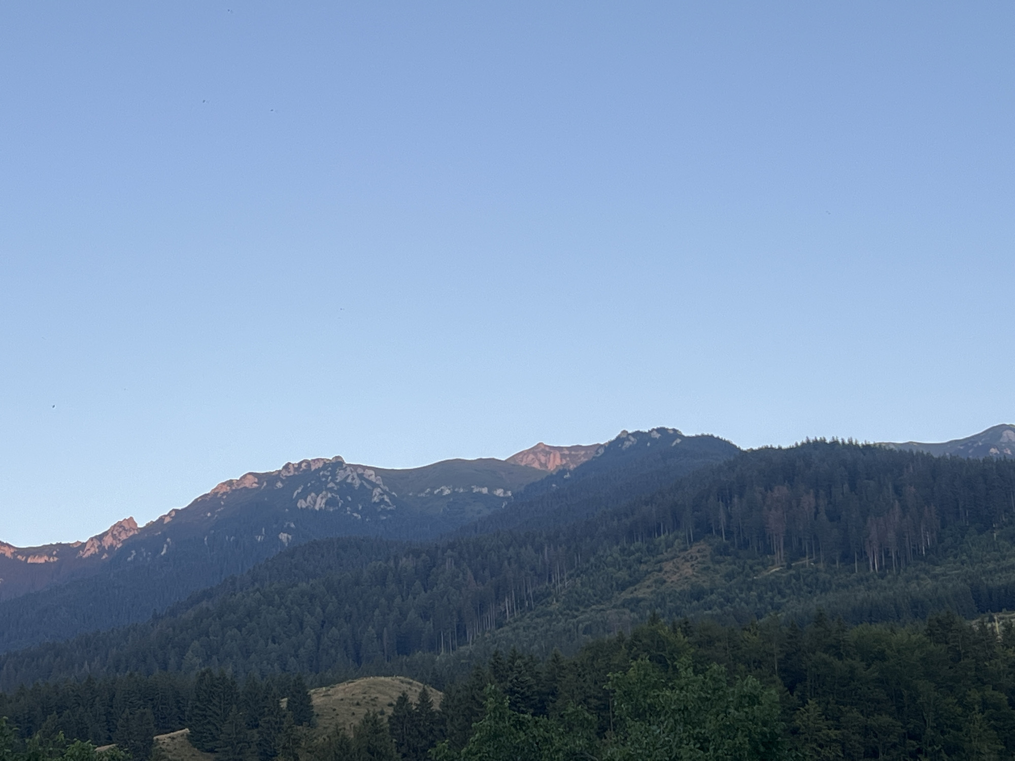 The image shows a panoramic view of a mountainous landscape at dusk. The sky is a clear, pale blue, with a few distant, dark specks that could be birds or insects. The foreground is dominated by a dense forest of evergreen trees, with a patch of lighter green grass on a hillside to the left. Behind the forest, rugged mountains rise, their peaks catching the last rays of sunlight, casting a warm, rosy glow on the rocky outcrops. The slopes are covered in a mix of dark green trees and lighter, more sparse vegetation. The overall impression is one of serene natural beauty.