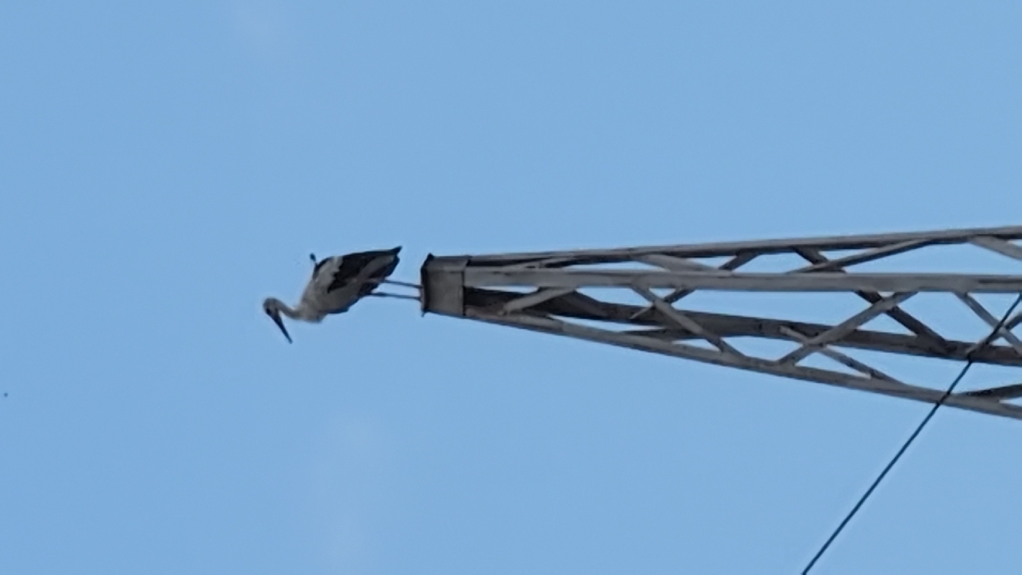 A white stork with black markings on its wings is perched atop a tall, metal lattice tower against a clear blue sky. The tower has a triangular structure with intersecting beams. The stork is facing to the left, with its beak slightly lowered. There are no other animals or people visible in the image. The scene appears to be in an outdoor, possibly rural or industrial, environment given the presence of the tower. The image was taken in Izmail, Ukraine.