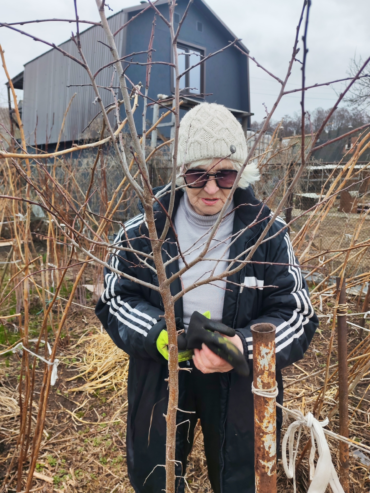 An older woman, likely in her 60s or 70s, is shown outdoors in what appears to be a garden or rural setting in Chaikovsky, Russia. She wears a light-colored, knitted beanie, dark sunglasses, a light gray turtleneck, and a black winter jacket with distinctive white stripes down the sleeves. Her hands, clad in black and neon yellow-green gardening gloves, are held near the base of a young, bare tree or sapling.
The scene is dominated by numerous dormant trees and bare bushes, suggesting late winter or early spring. The ground beneath is covered with dried grass and foliage. To the woman's right, a rusted metal pole with white string wrapped around it stands firmly in the ground. In the background, a modern-style house with dark gray corrugated siding and a visible window is partially obscured by the branches. The sky is overcast, indicating a cool or cold, cloudy day, consistent with the woman's winter attire. She appears focused on an activity related to the plants. There is no visible text in the image.