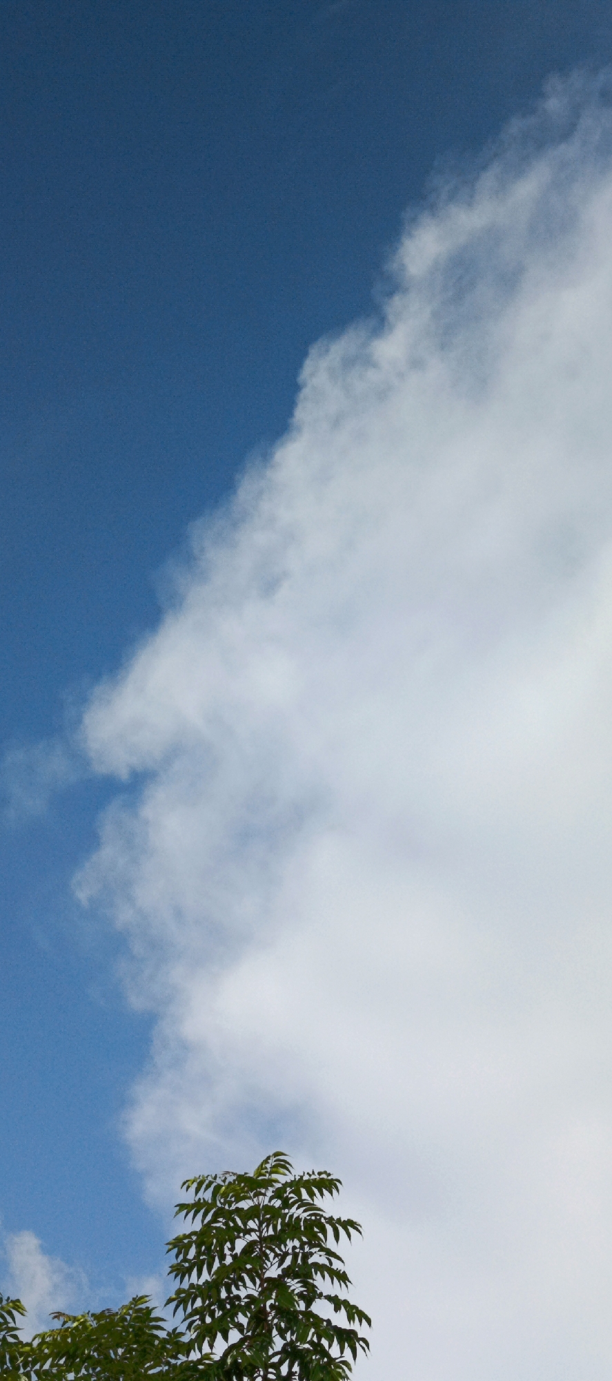 The image shows a vertical composition of a blue sky with white clouds and the top of a lush green tree. The sky occupies the majority of the frame, with a diagonal line of clouds cutting across from the upper left to the lower right. The tree, with its dark green foliage and visible branches, is positioned in the bottom center of the image. The lighting suggests it is daytime, with no artificial elements or people visible. The scene appears to be outdoors, likely in a natural or semi-natural environment, given the presence of the tree and sky. The image is an outdoor shot taken in Meunasahmesjid, Indonesia.