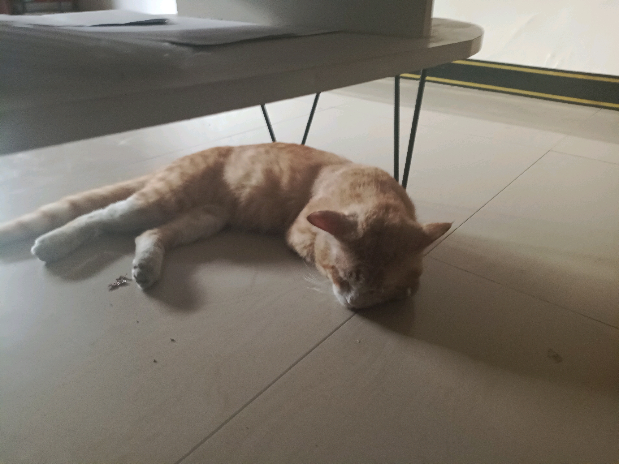 An orange tabby cat is sleeping on a tiled floor, nestled underneath a light-colored table with thin black legs. The cat is lying on its side, with its head tucked down towards the floor. Its front paws are extended forward, and its hind legs are bent. The floor is composed of large, rectangular tiles in a light beige color, with visible grout lines. The table has a thick, solid surface and appears to be made of a light wood or laminate material. The background shows a wall with a horizontal stripe pattern of black and yellow. The scene is indoors, likely in a residential or commercial space. There is no indication of the specific location within Rancang Kencono, Indonesia, as there are no identifying landmarks or contextual clues within the image.