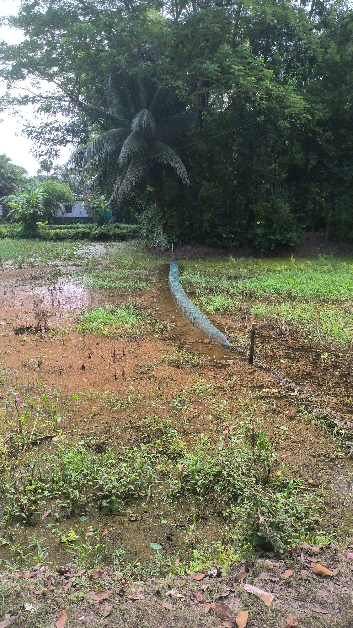 A low-angle, full-shot photograph captures a narrow, muddy canal filled with stagnant water, located in Begumganj Upazila, Bangladesh. The canal runs diagonally from the foreground towards the background, with its banks overgrown with sparse green vegetation and scattered brown leaves. A long, cylindrical fishing net, supported by stakes, is submerged in the murky water, curving slightly as it extends into the distance. The water's surface is disturbed by ripples, and clumps of algae or water weeds are visible. The background features a dense, lush green forest, with a palm tree prominently displayed on the left, its fronds fanned out. In the far distance, a white building with a dark roof is partially obscured by the foliage. The sky is overcast, casting a muted light on the scene.
