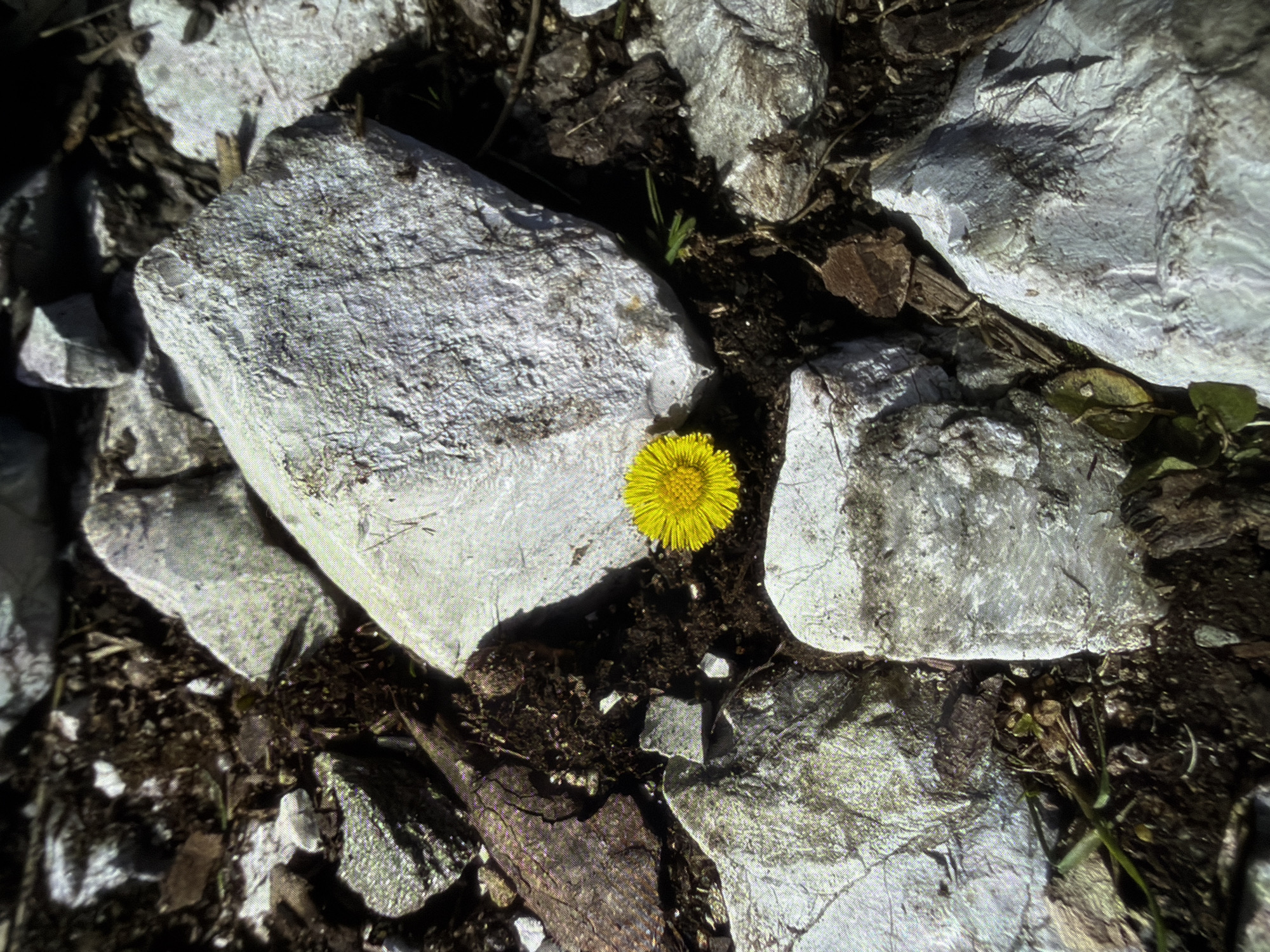 A close-up, top-down view of a bright yellow, dandelion-like flower is nestled amongst rough, light-colored rocks and dark soil. The flower is positioned in the lower center-right of the frame. The rocks vary in size and texture, some appearing smooth and others more jagged. The surrounding ground is composed of dark, loamy soil mixed with small stones, dried leaves, and twigs. The lighting suggests an outdoor, possibly sunny environment, casting subtle shadows. There are no people or other discernable subjects in the image. The scene depicts a natural, wild environment.