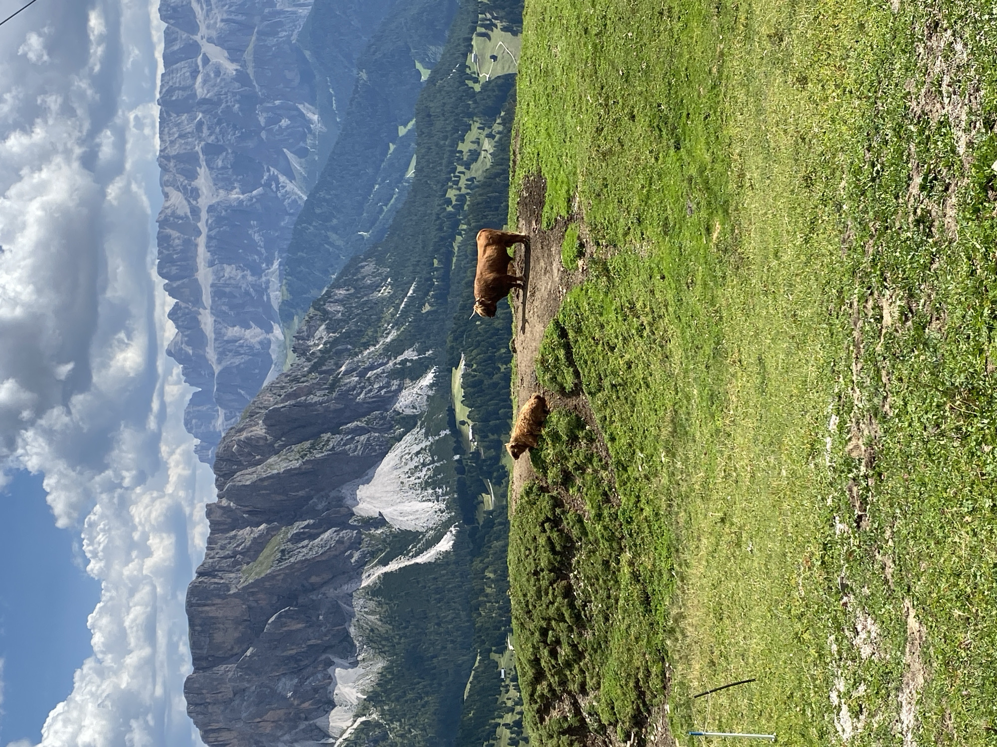 An outdoor, vertical, medium shot shows a herd of Highland cattle in a mountainous pasture under a partly cloudy sky. In the foreground, a vast, undulating grassy hill slopes downwards to the viewer's right. In the middle ground, two shaggy, brown Highland cattle are visible on a higher, flatter section of the pasture. One cow is lying down on its side to the left, facing away from the viewer, and the other stands upright to the right, facing towards the viewer, with its horns clearly visible. Behind the pasture, a dense evergreen forest covers the lower slopes of the mountains. The background is dominated by a range of rugged, grey, rocky mountains with patches of white snow or scree. The sky above is a vibrant blue, with large, fluffy white clouds scattered across it. A thin, blue and white striped post with a black stick next to it are in the far left foreground. The location is identified as the Dolomite Mountains, Italy.