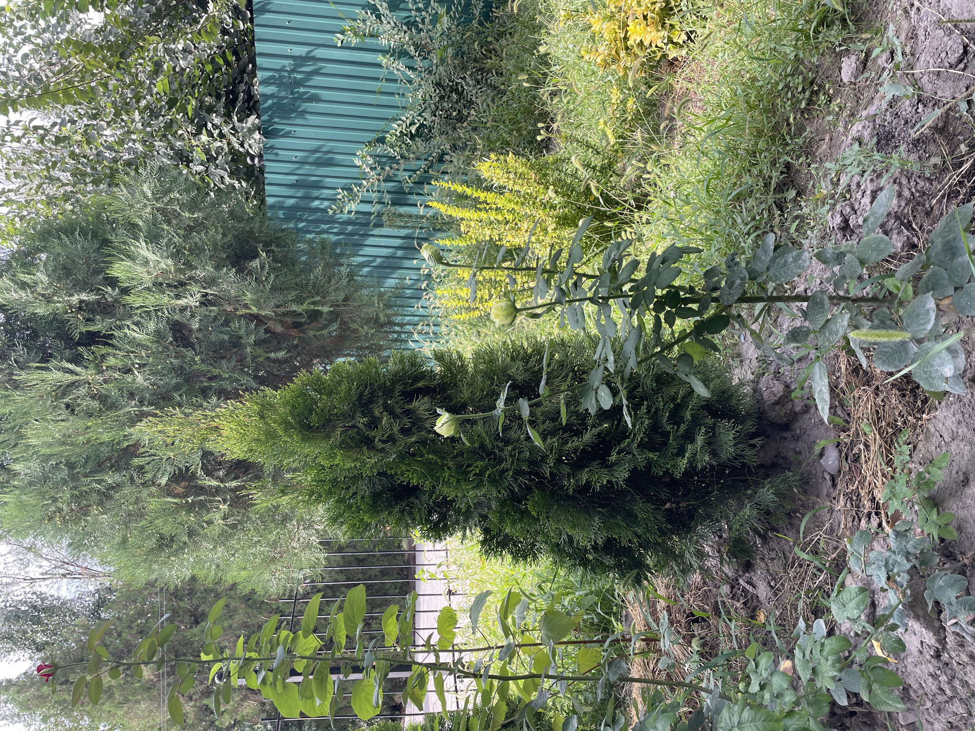 A lush garden scene is captured in Bishkek City, Kyrgyzstan, featuring a variety of plants and a corrugated metal fence. In the foreground, a tall, slender rose bush with dark green leaves and two pale green rosebuds stands on the left, while another similar rose bush with a single red rosebud is visible further back. A young, conical evergreen tree is positioned centrally, its dense foliage a vibrant green. To the right, a dense cluster of bright yellow-green flowering plants adds a splash of color, interspersed with tall green grasses and other low-lying green foliage. In the background, a tall, mature evergreen tree with feathery branches dominates the left side, while a darker green tree with broader leaves is visible on the right, partially obscured by the green corrugated metal fence that runs horizontally across the upper right portion of the image. The ground is a mix of dark soil, dry straw, and scattered small stones. The overall impression is one of a well-maintained, naturalistic garden space.