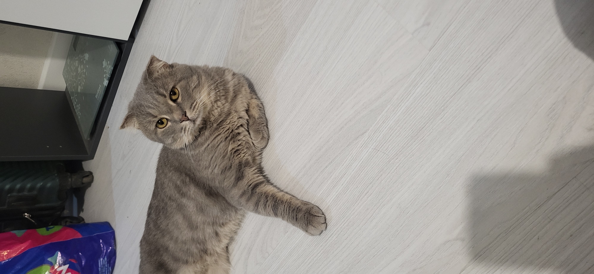 A grey cat with yellow eyes lies on a light-colored wooden floor. The cat is facing forward with its head slightly tilted. In the background, a dark shelf unit is visible, and to the left, a portion of a blue and red bag is present. The environment appears to be indoors.