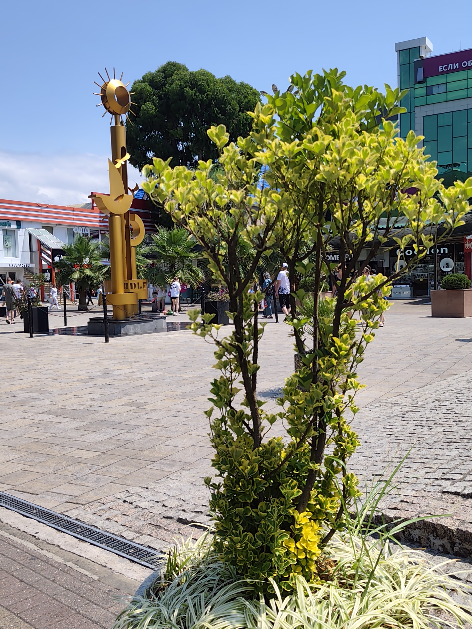 The image depicts a sunny daytime scene in an outdoor public space, likely a pedestrian area or plaza, located in the city of Sochi, Russia. In the foreground, a decorative shrub with variegated green and yellow leaves is planted in a planter. Behind the shrub, a large, ornate golden sculpture stands prominently. This sculpture appears to be abstract, with elements resembling a sun at the top and possibly birds or other motifs integrated into its design. The sculpture is situated near a shallow fountain or water feature.
The plaza is paved with light-colored square tiles and bordered by cobblestone in some areas. In the middle ground, several palm trees are visible, suggesting a warm climate. A variety of people are scattered throughout the plaza, some walking, others standing, engaged in casual activities. They are dressed in summer clothing, indicating warm weather.
In the background, buildings line the plaza. One building on the left has a red and white striped facade and features signs for various businesses, including one labeled "ATLANTIK." Another building on the right is a modern structure with green glass windows and a white top. A sign on this building displays text in Cyrillic, which includes "ЕСЛИ ОБ". The overall atmosphere is one of a pleasant, urban commercial or recreational area.