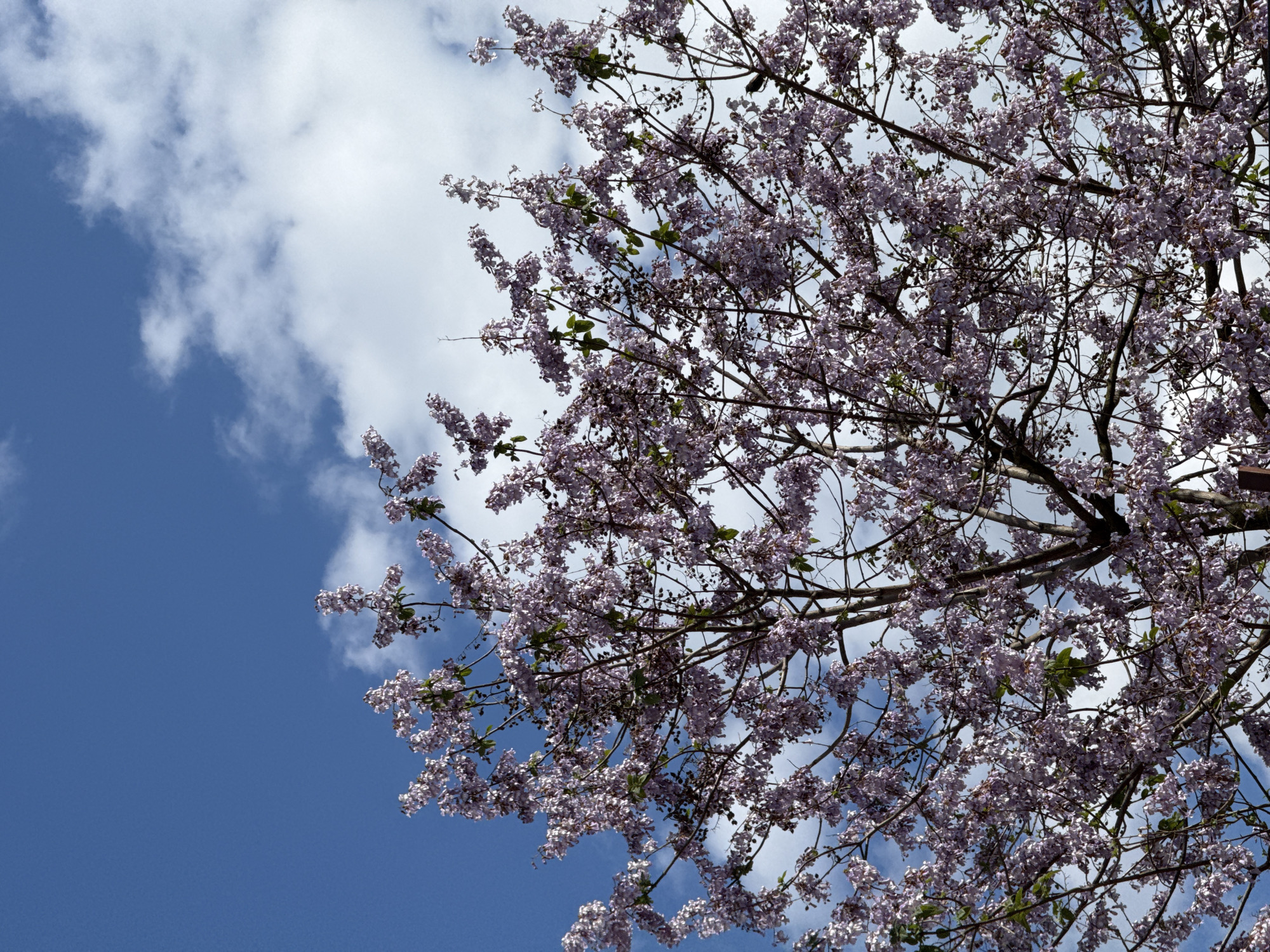 An upward-angled view captures the blooming canopy of a tree laden with numerous light purple flowers against a bright blue sky dotted with fluffy white clouds. The tree's branches, mostly bare of leaves, extend across the upper and right portions of the frame, creating a dense pattern of delicate floral clusters. The flowers are small and abundant, giving a soft, textural appearance to the tree's crown. The sky, vibrant blue on the left, transitions into a mix of blue and white clouds towards the center and right, providing a clear and luminous background. The scene suggests a pleasant, clear day, likely in spring, showcasing the natural beauty of the blossoming tree. There is no activity or visible text. The image evokes a sense of calm and the renewal of nature.