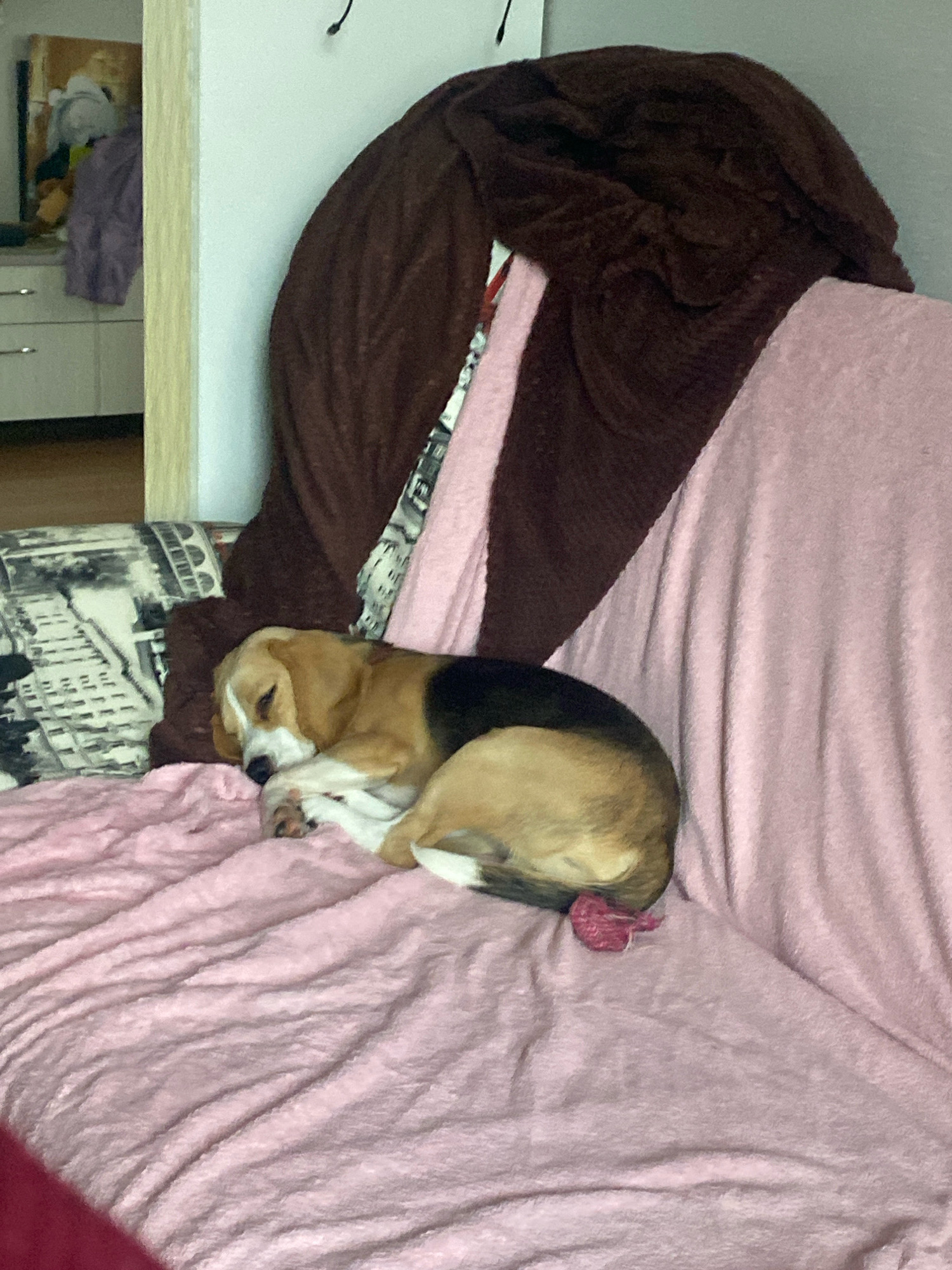A tan and white Beagle puppy is curled up asleep on a pink, textured blanket. The puppy is lying on its side with its head tucked into its body. A dark brown blanket is draped over the back of the sofa behind the puppy, and a pink blanket is draped over the armrest. A pillow with a black and white patterned cover is visible to the left of the puppy. The background shows a doorway leading to a room with a dresser and a wall. The scene appears to be an indoor setting, likely a living room. There is no information available to suggest the location is in the city of Perm, Russia.