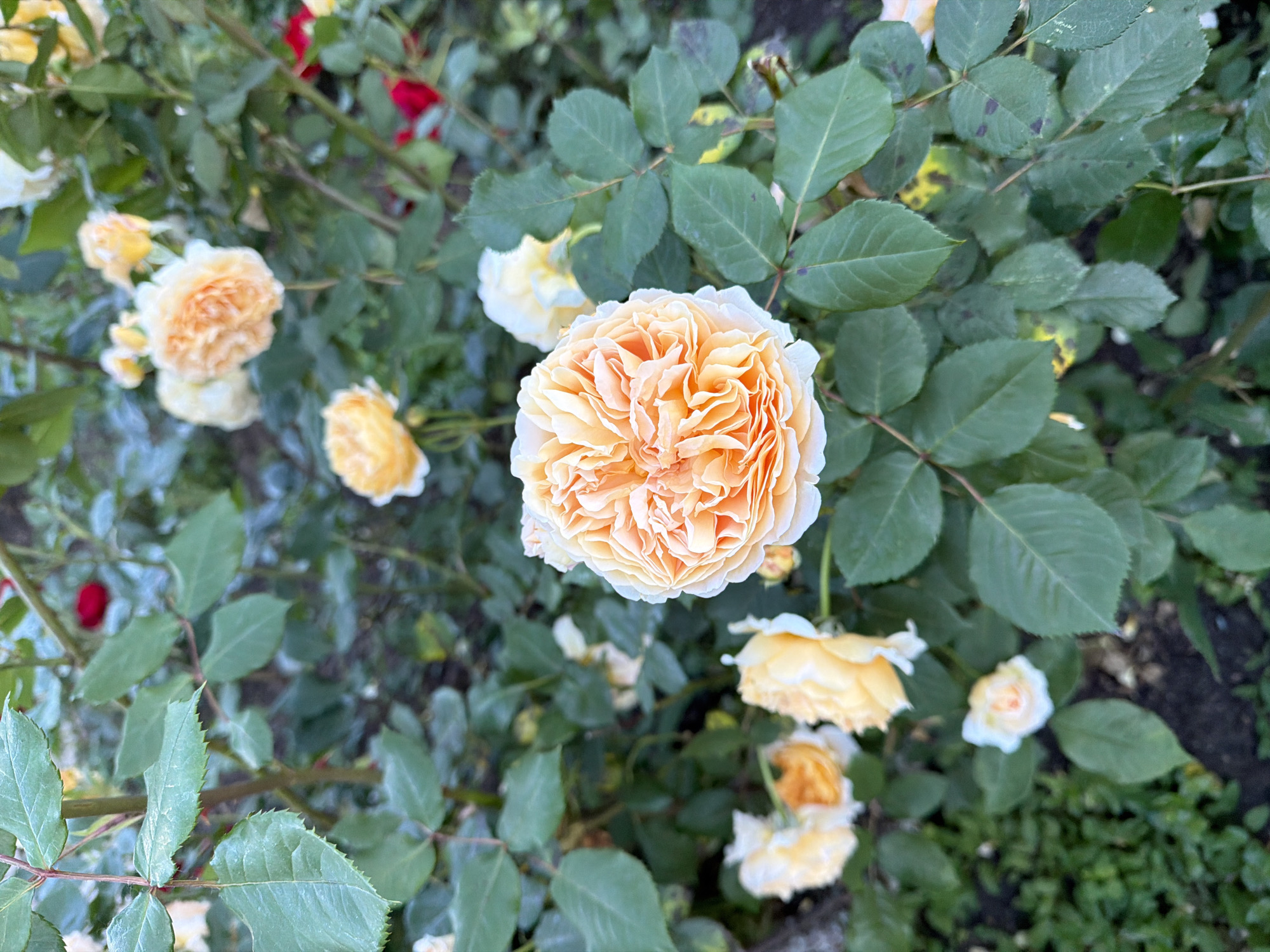 The image shows a close-up of a rose bush with several blooming roses. The roses are a mix of colors, including shades of yellow, orange, and white. The rose in the center of the image is the most prominent, with a tight, full bloom of light orange petals. The leaves of the rose bush are green and healthy. The background is blurred, but appears to be other foliage and plant life. There is a small hint of a red bloom among the foliage in the upper left. The location is not discernible from the image and cannot be confirmed to be in Sofia, Bulgaria.