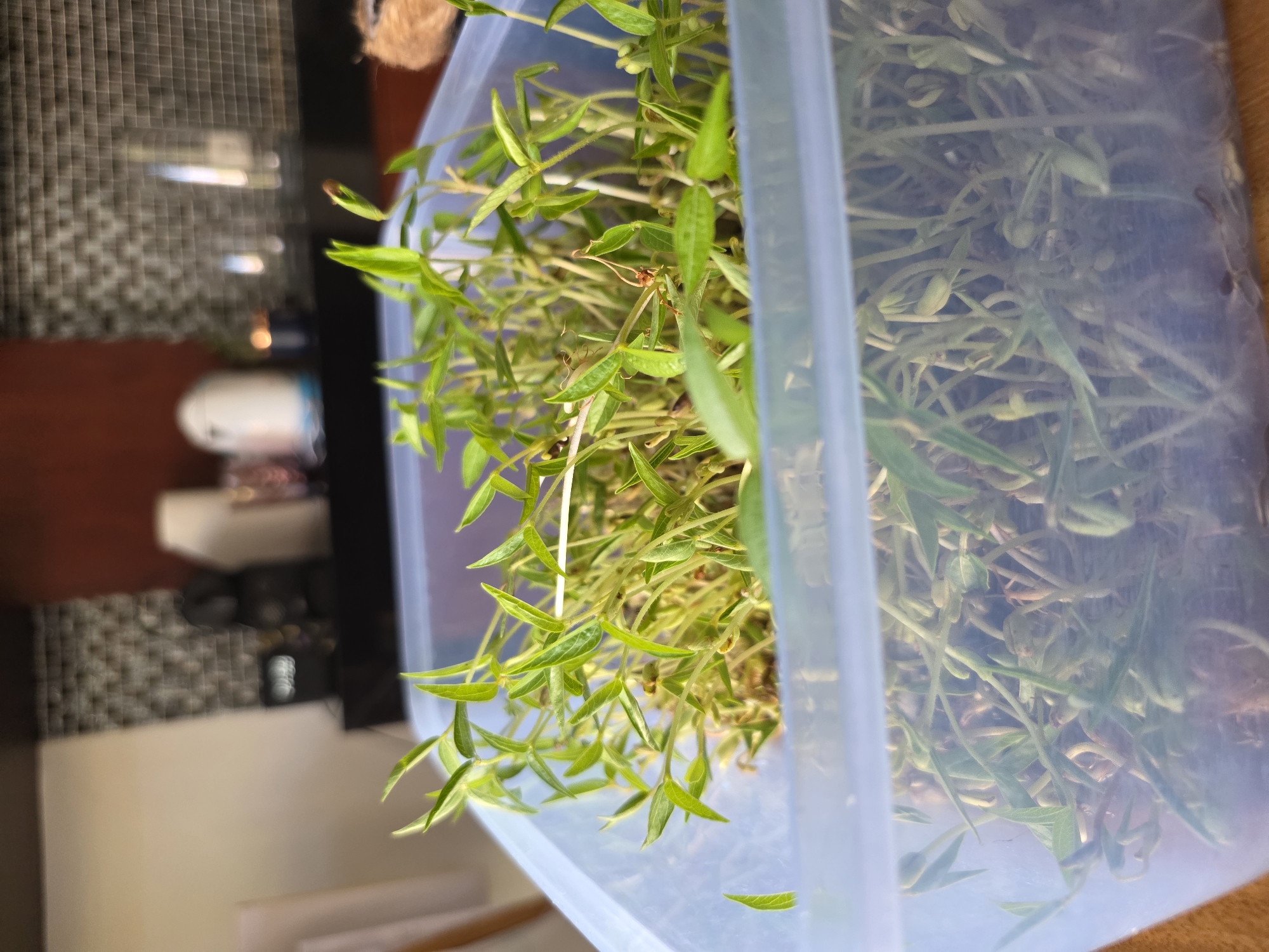 A clear plastic container filled with fresh green sprouts, likely mung beans, sits on a wooden surface. The sprouts are vibrant green, with delicate leaves and thin stems, clustered densely within the container. The background is blurred, showing a domestic environment with kitchen elements such as a backsplash, cabinets, and appliances. The scene is illuminated by natural light, creating a soft glow on the sprouts. The image appears to be taken indoors, possibly in a kitchen or dining area of a home in North Kuta, Indonesia. There are no people visible in the image, and the focus is entirely on the young plants.
