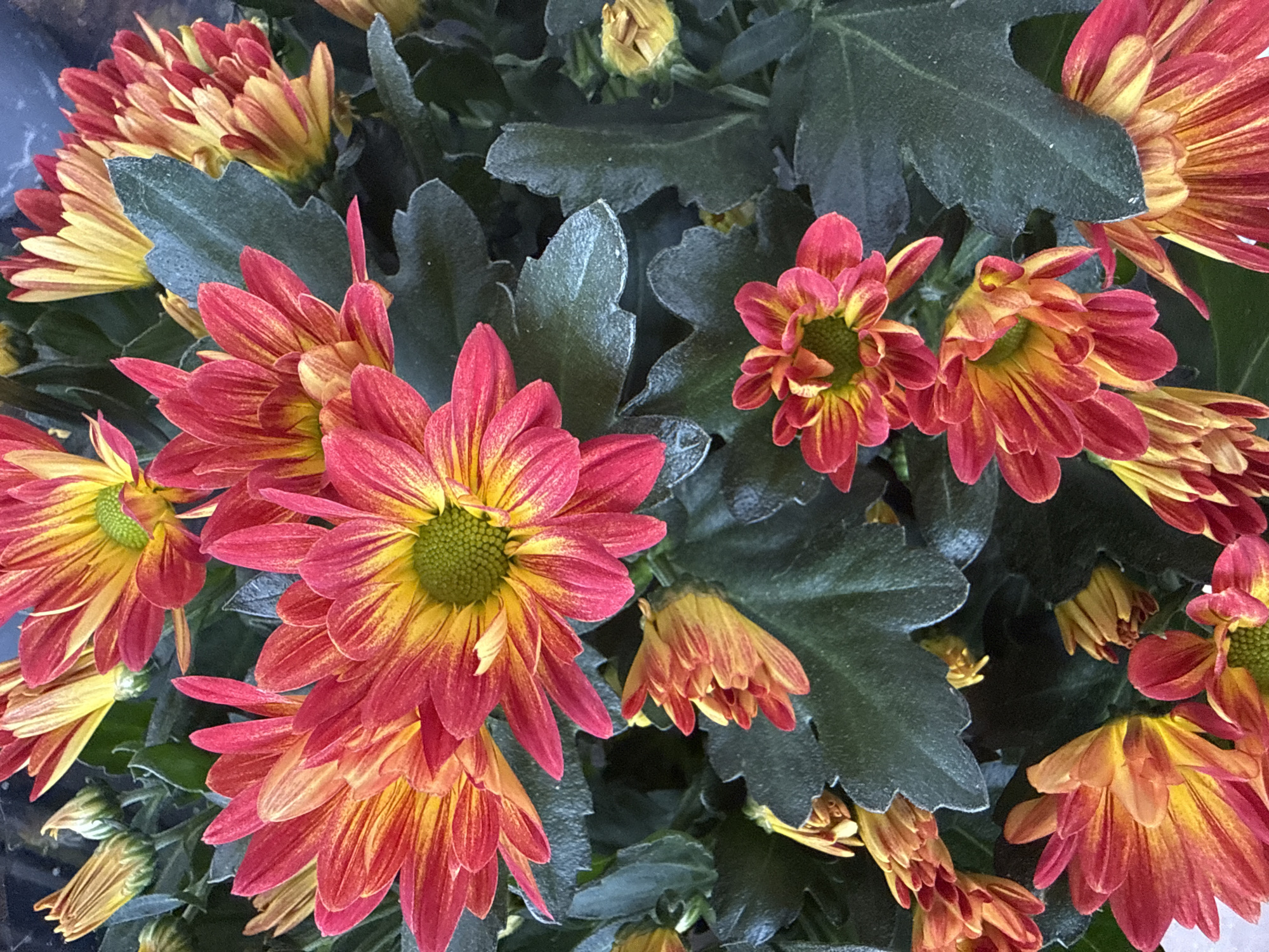 The image shows a close-up, overhead view of a potted plant featuring multiple chrysanthemum flowers. The flowers exhibit a bi-color petal structure, with vibrant red-orange outer petals transitioning to yellow centers. The leaves of the plant are a deep green, some appearing slightly fuzzy. Several flower buds are also visible, varying in their stage of bloom, with hues of yellow and orange. The lighting suggests an indoor setting or a shaded outdoor environment. The image does not contain any information about the city of Bad Lauterberg im Harz, Germany.