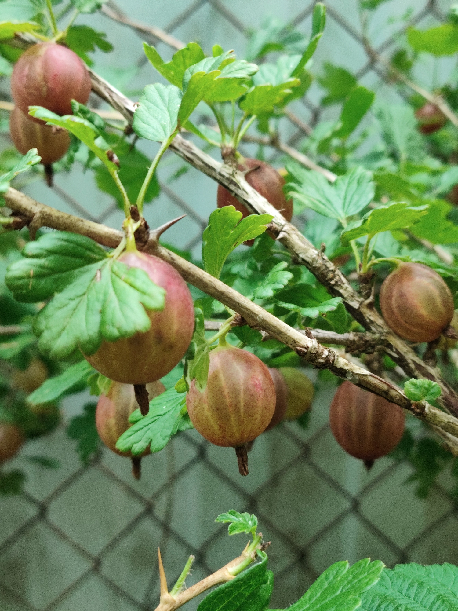 A close-up, slightly overhead shot captures gooseberries growing on thorny branches. The berries exhibit a range of colors, from pale green and pinkish-red to a deeper reddish-brown. They are clustered on thick, woody stems, interspersed with vibrantly green, lobed leaves. The texture of the berries appears smooth, and some are partially obscured by the foliage. Sharp thorns are visible on some of the branches, a characteristic feature of gooseberry plants. In the background, a blurred chain-link fence creates a diamond pattern against a muted, light-colored wall or surface, suggesting an outdoor urban or suburban setting. The image is likely taken in Znamenskiy, Russia, based on the prompt's context. No people are present in the image.