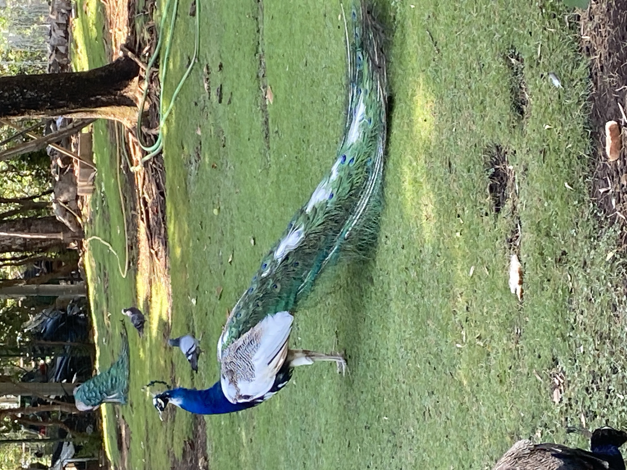 The image depicts a peacock standing on a grassy area with its tail feathers fanned out. In the background, there are trees, some debris, and what appears to be a green hose. Two pigeons are also visible in the background. The scene is outdoors in a natural or park-like setting. There is no indication of the city of Budva, Montenegro within the image itself.