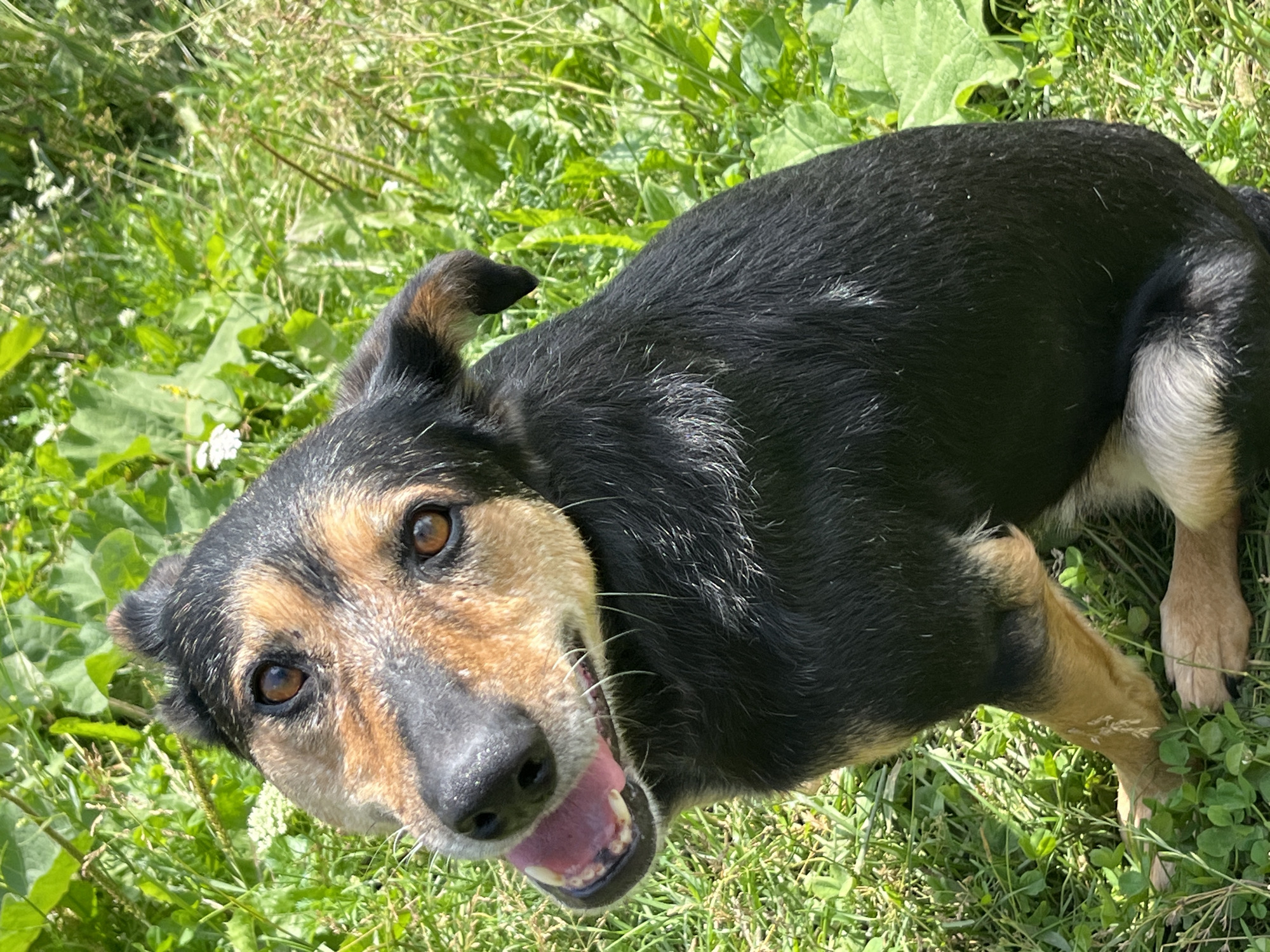 A medium-sized dog with black and tan fur sits in lush green grass, its head tilted to the side. The dog's mouth is slightly open, revealing its tongue and teeth, and its eyes are focused forward. The background consists of dense foliage and tall grass, suggesting an outdoor, possibly rural or park-like setting. There is no indication of the specific location within Nizhny Tagil, Russia.