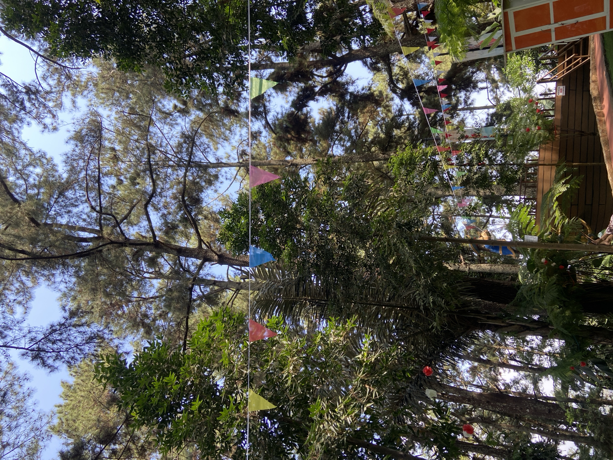 The image depicts an outdoor scene in Kuwukan, Indonesia, characterized by a lush forest canopy and festive decorations. Tall trees with dense foliage dominate the upper portion of the frame, with sunlight filtering through their branches, casting dappled shadows. A string of colorful triangular pennant flags stretches horizontally across the midground, adding a festive touch to the natural setting.
Below the trees, a wooden platform or structure is visible, accessed by a set of stairs. This area appears to be a public space, possibly a park or recreational area. Several small, red spherical ornaments are hanging from some of the trees, further enhancing the festive atmosphere. The ground is covered with foliage and pathways. In the foreground, the edge of an orange and white structure is visible on the right side of the frame. The sky above is clear blue, indicating good weather.
There are no visible people or animals in the image. The scene is static and appears to be a snapshot of a decorated outdoor environment. The overall impression is one of a tranquil and inviting space adorned for a celebration or event.